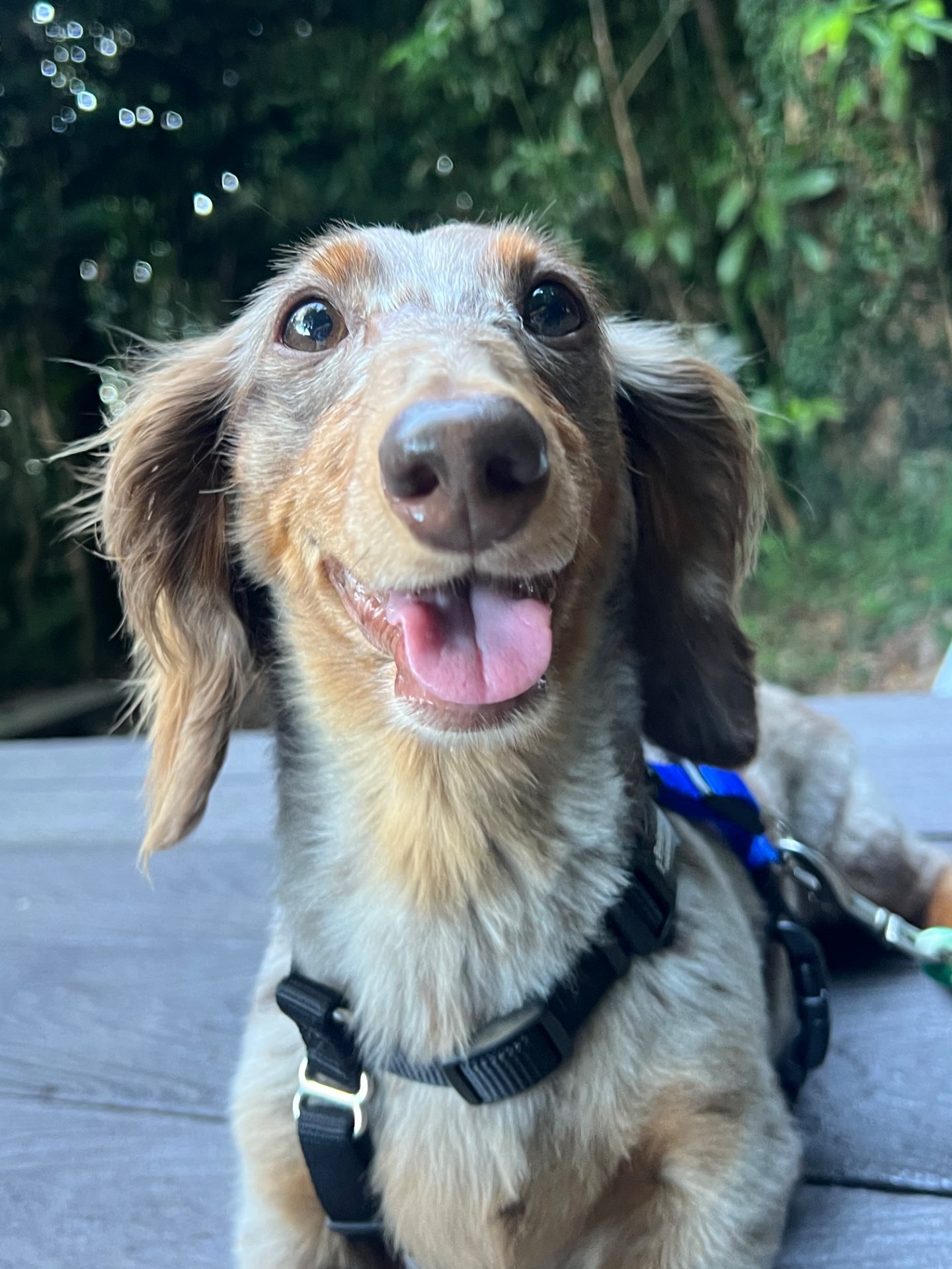 パピコ🦖さんのプロフィール画像