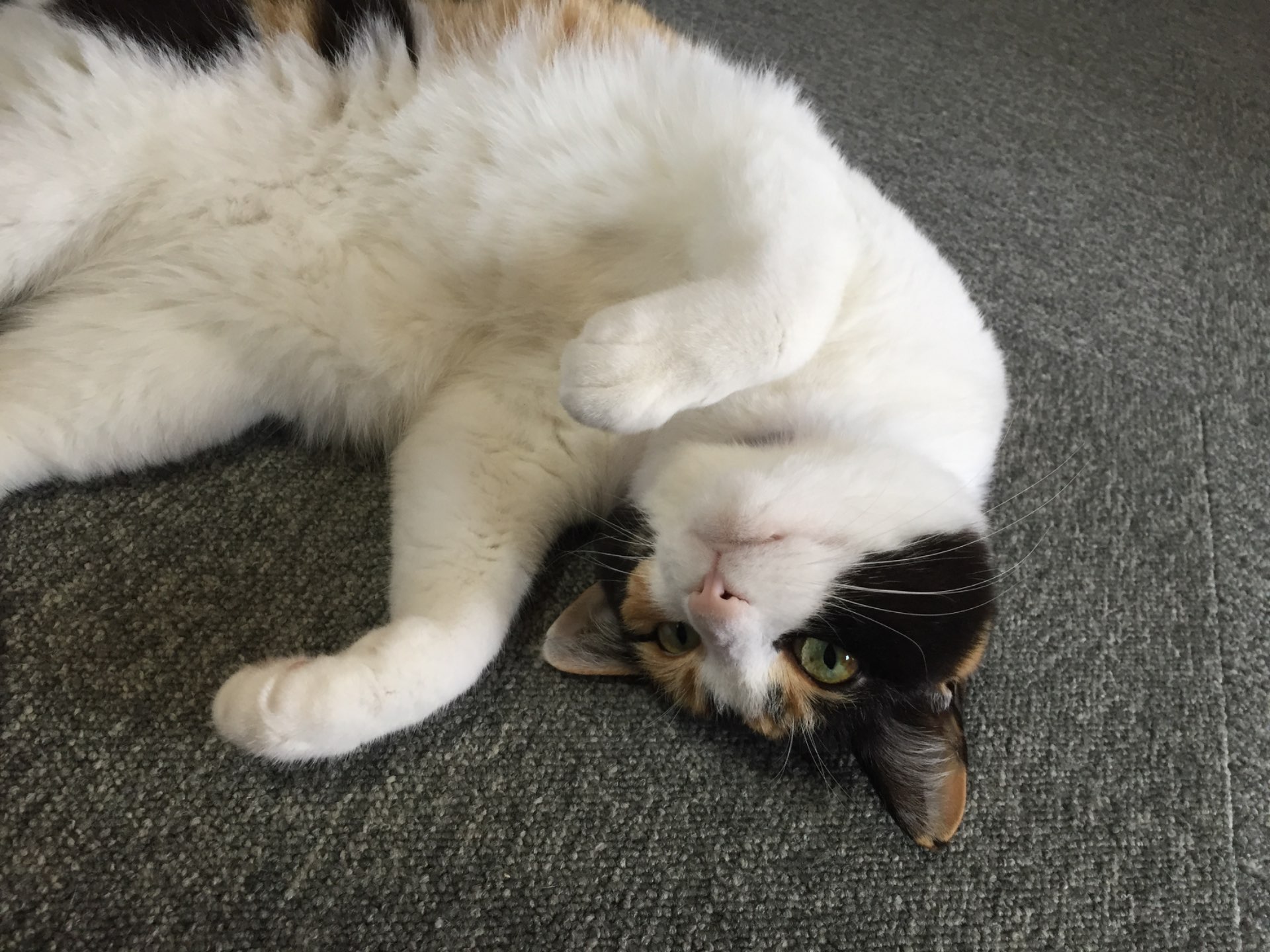 nekokusa_aoaoさんのプロフィール画像