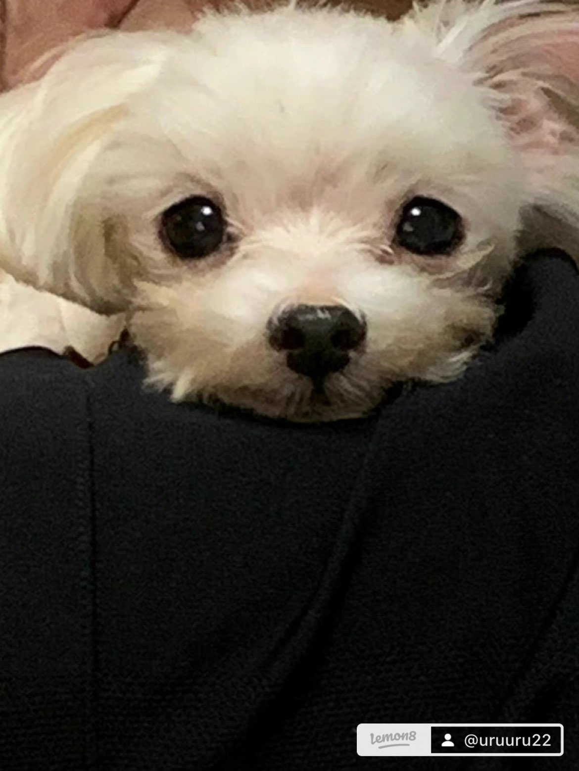 うるうるさんのプロフィール画像