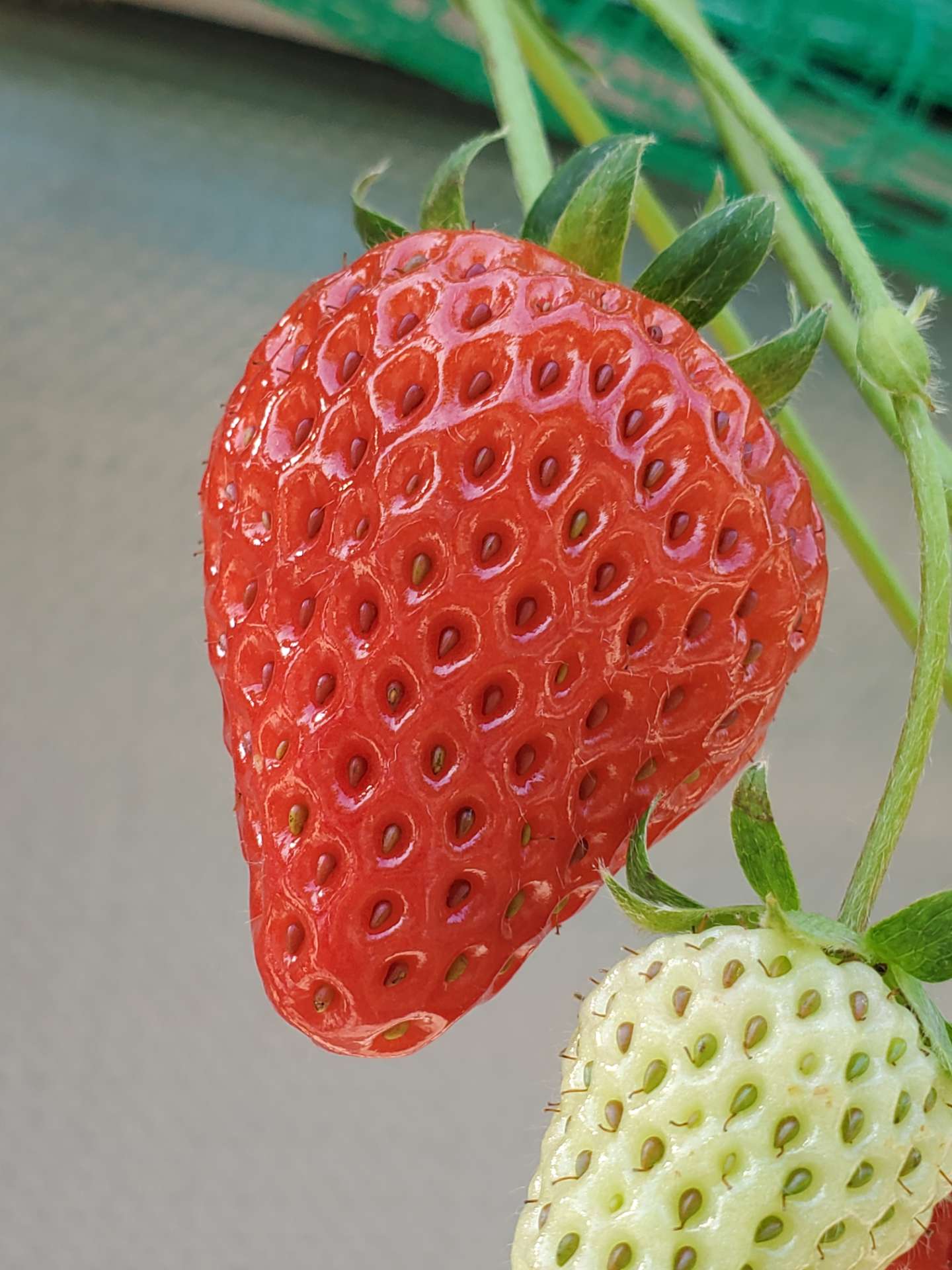 だいあんくうさんのプロフィール画像