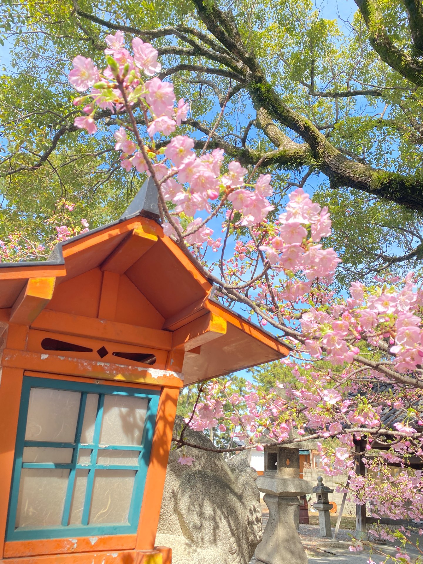 🌸Madoka🌸さんのプロフィール画像