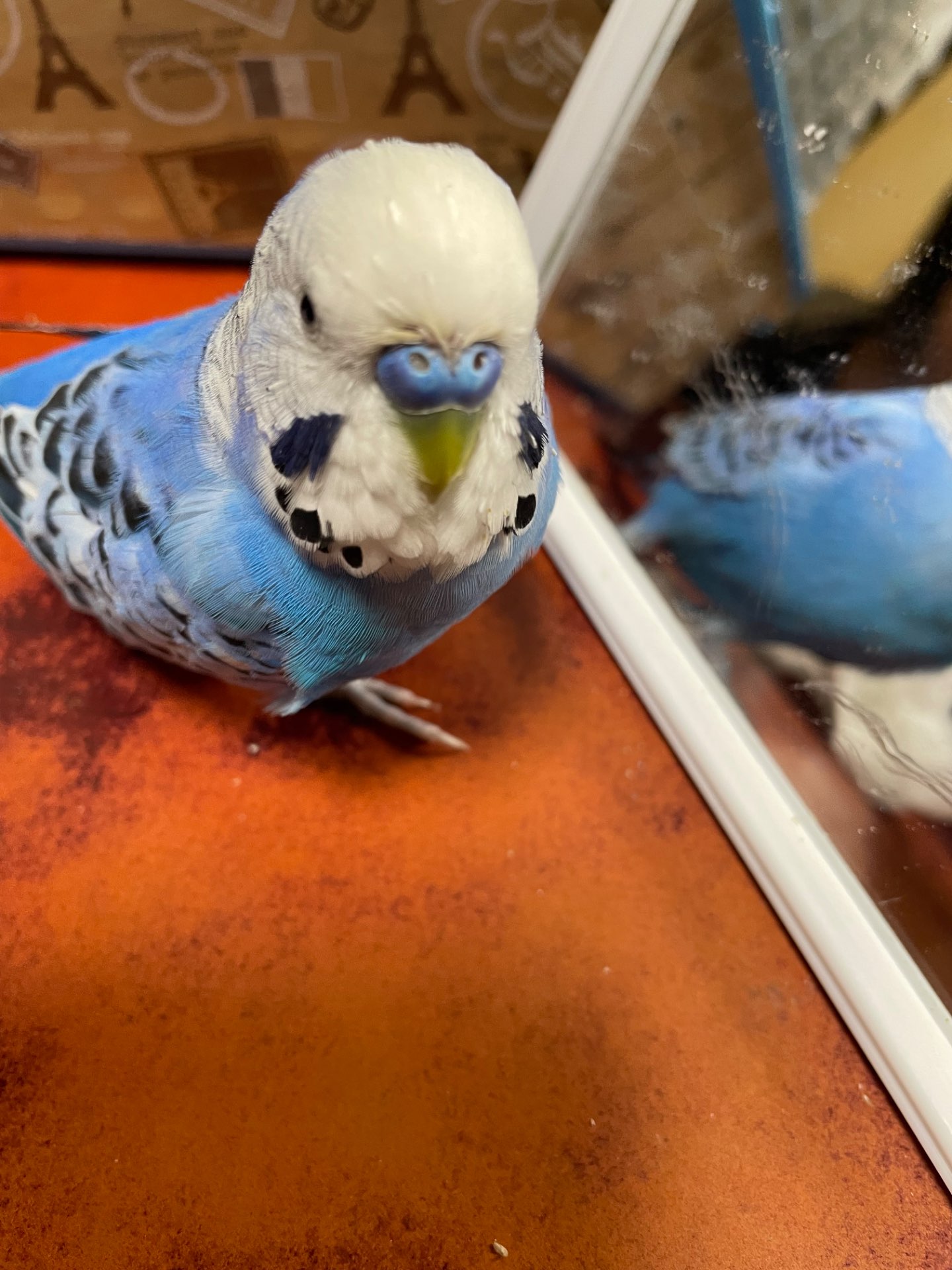 ルッツさんのプロフィール画像