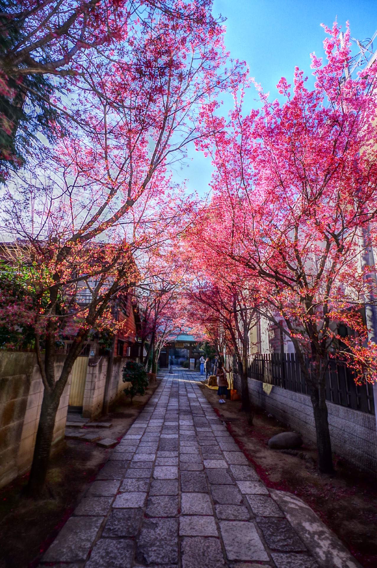 夏攸さんのプロフィール画像