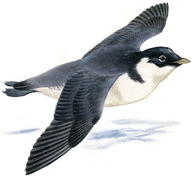 うみすずめさんのプロフィール画像