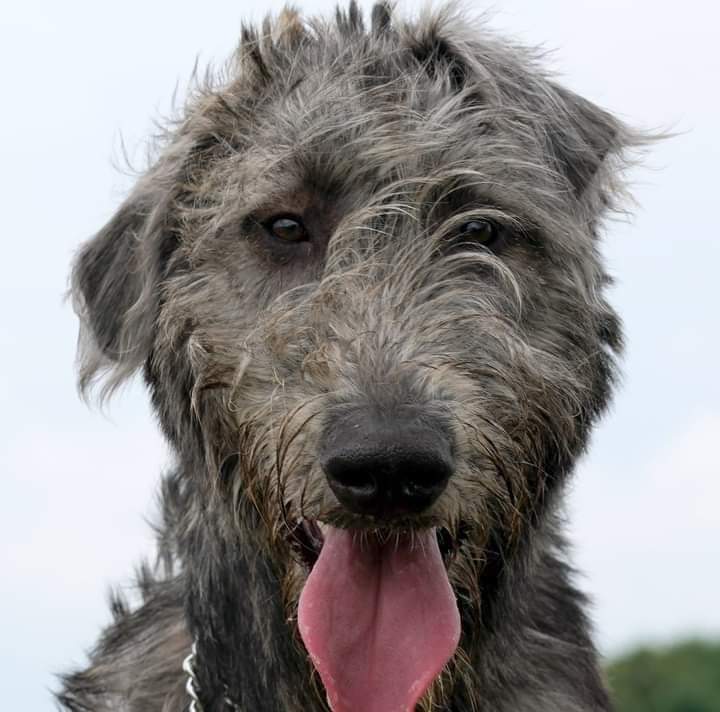 ロジャー　ファイアーズさんのプロフィール画像