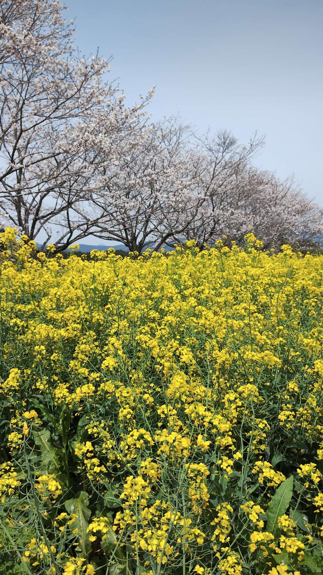 ひらりんさんのプロフィール画像