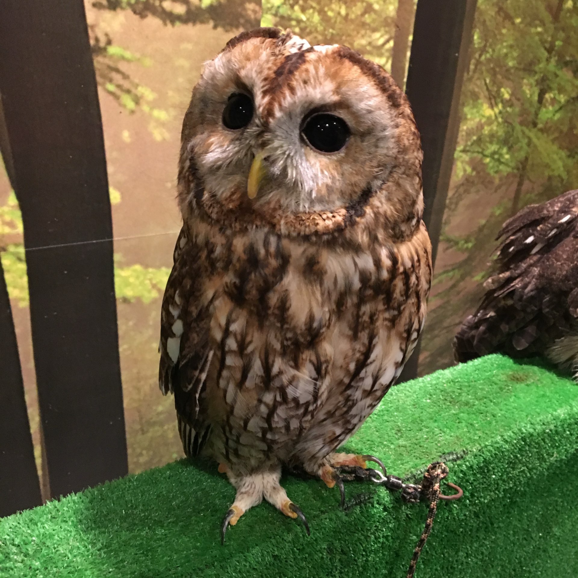 Sonotommyさんのプロフィール画像