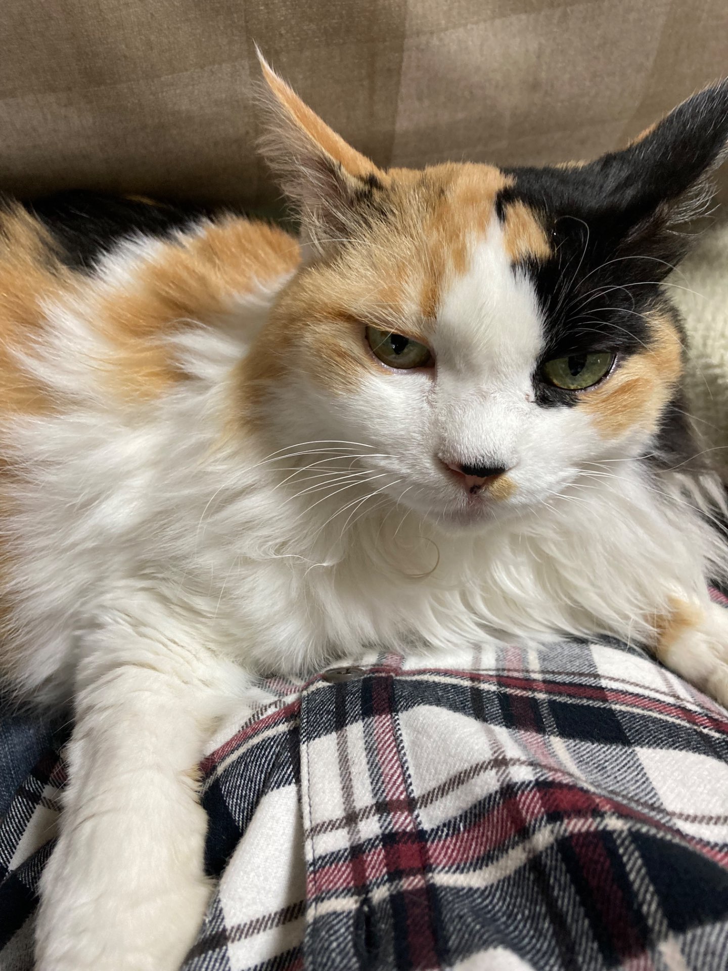 きなこさんのプロフィール画像