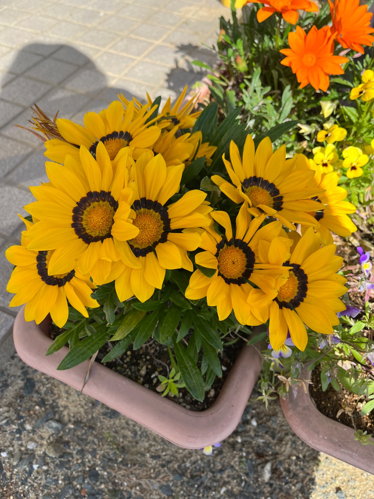 ももさんのプロフィール画像