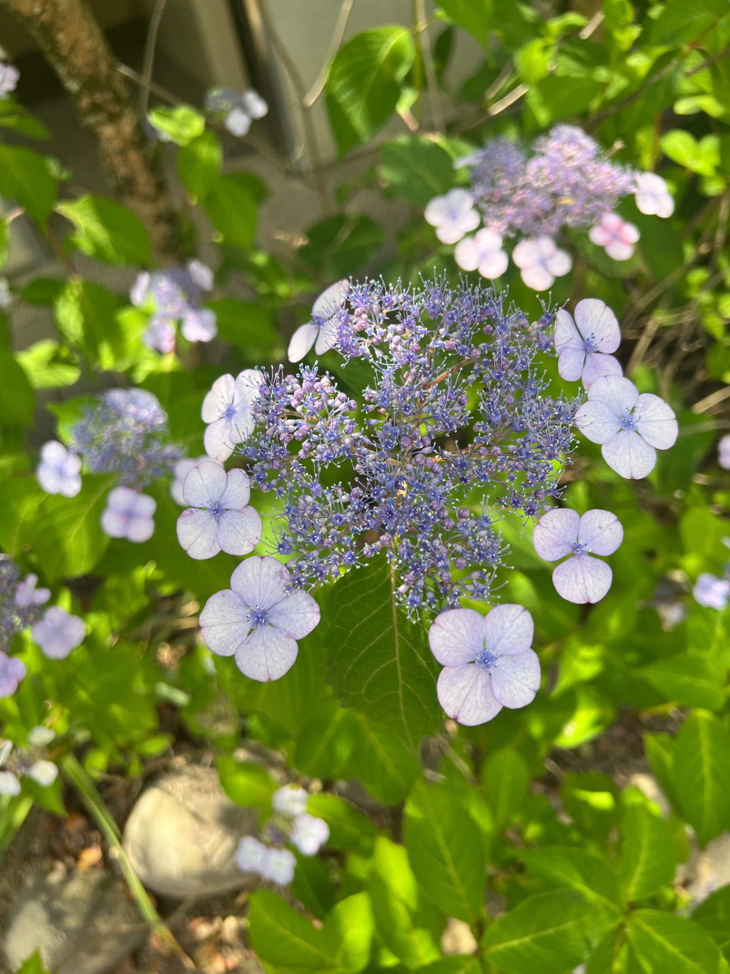 ホッシーさんのプロフィール画像