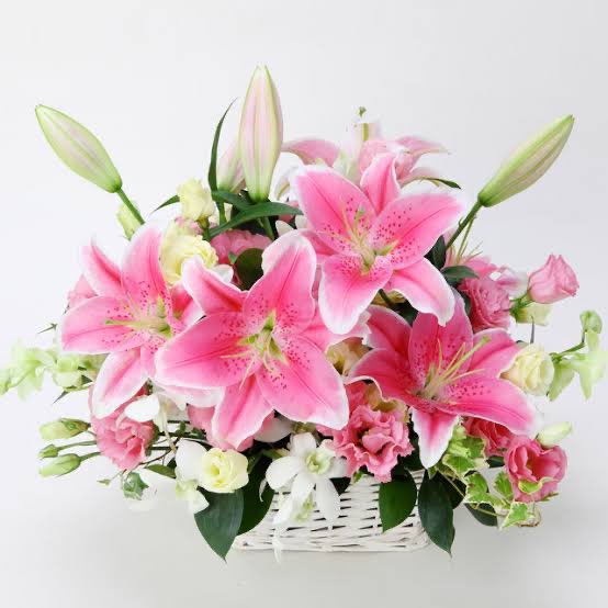 はく🌿さんのプロフィール画像