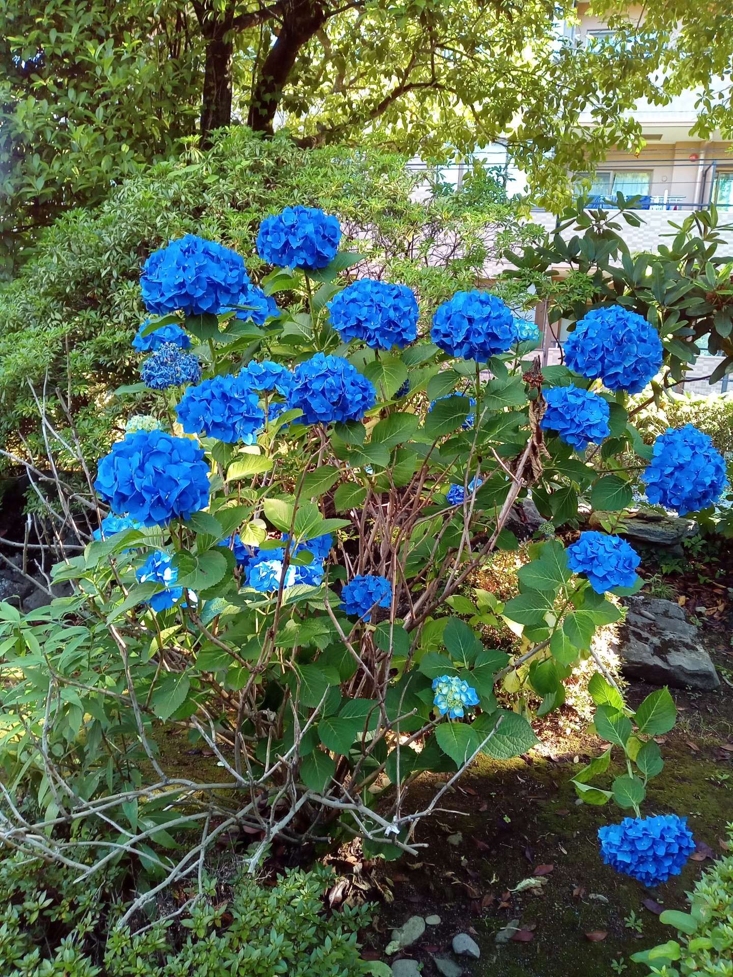 ムラさんのプロフィール画像