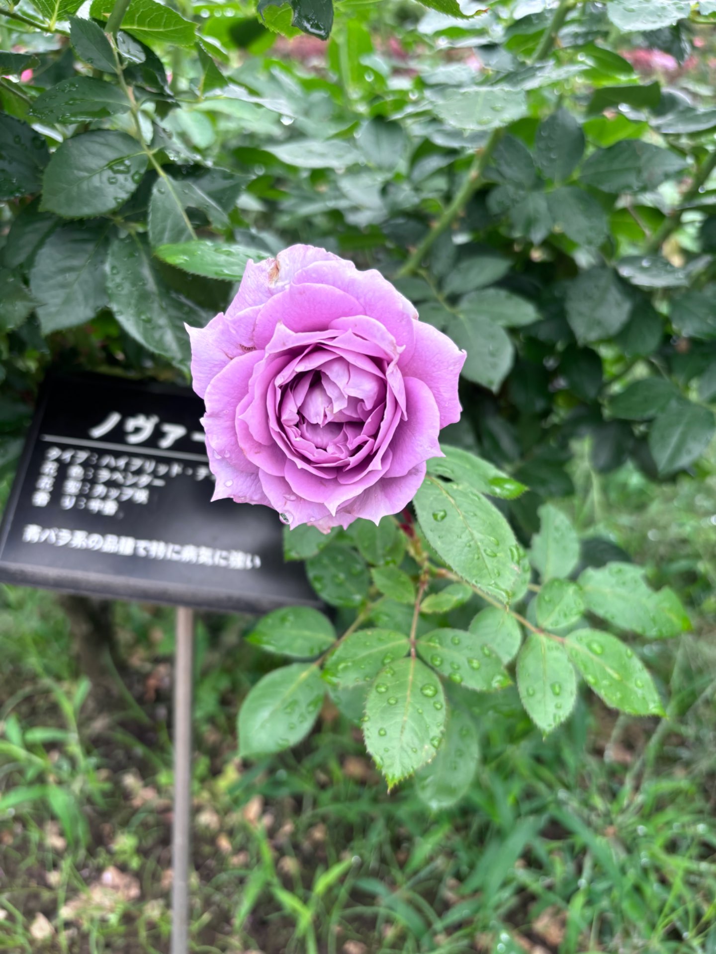 つかさんのプロフィール画像