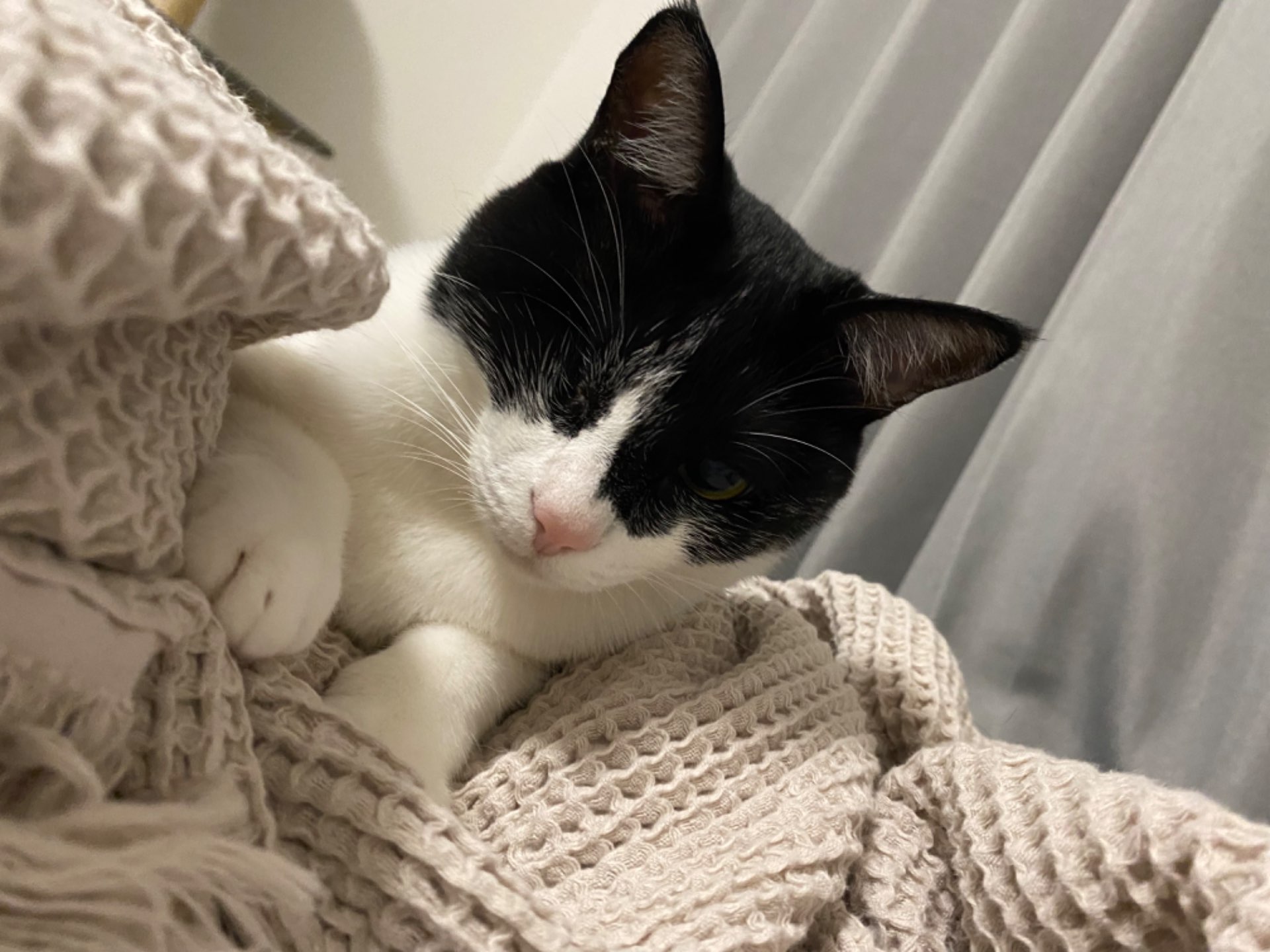 はちわれさんのプロフィール画像