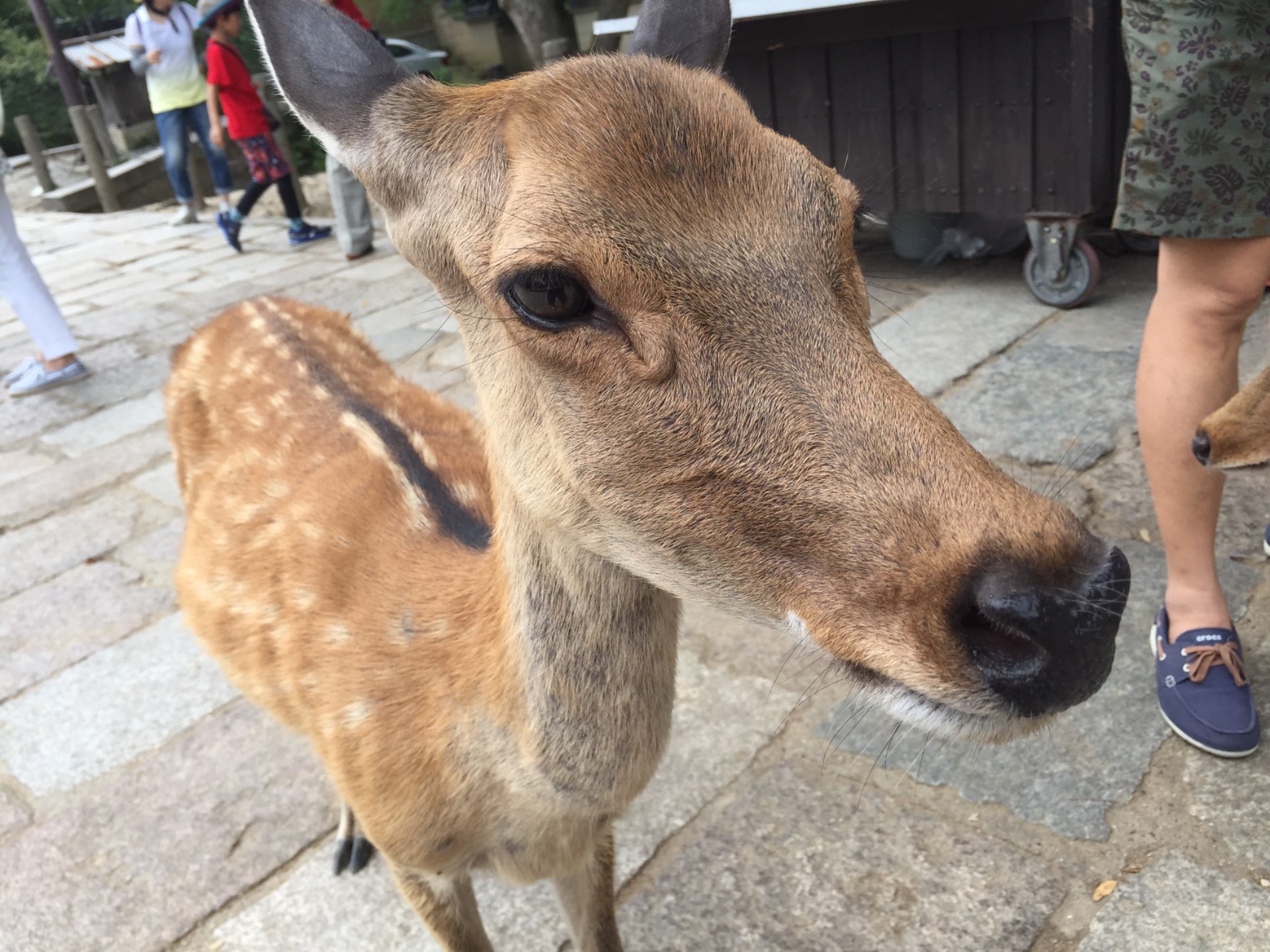 きびなごさんのプロフィール画像