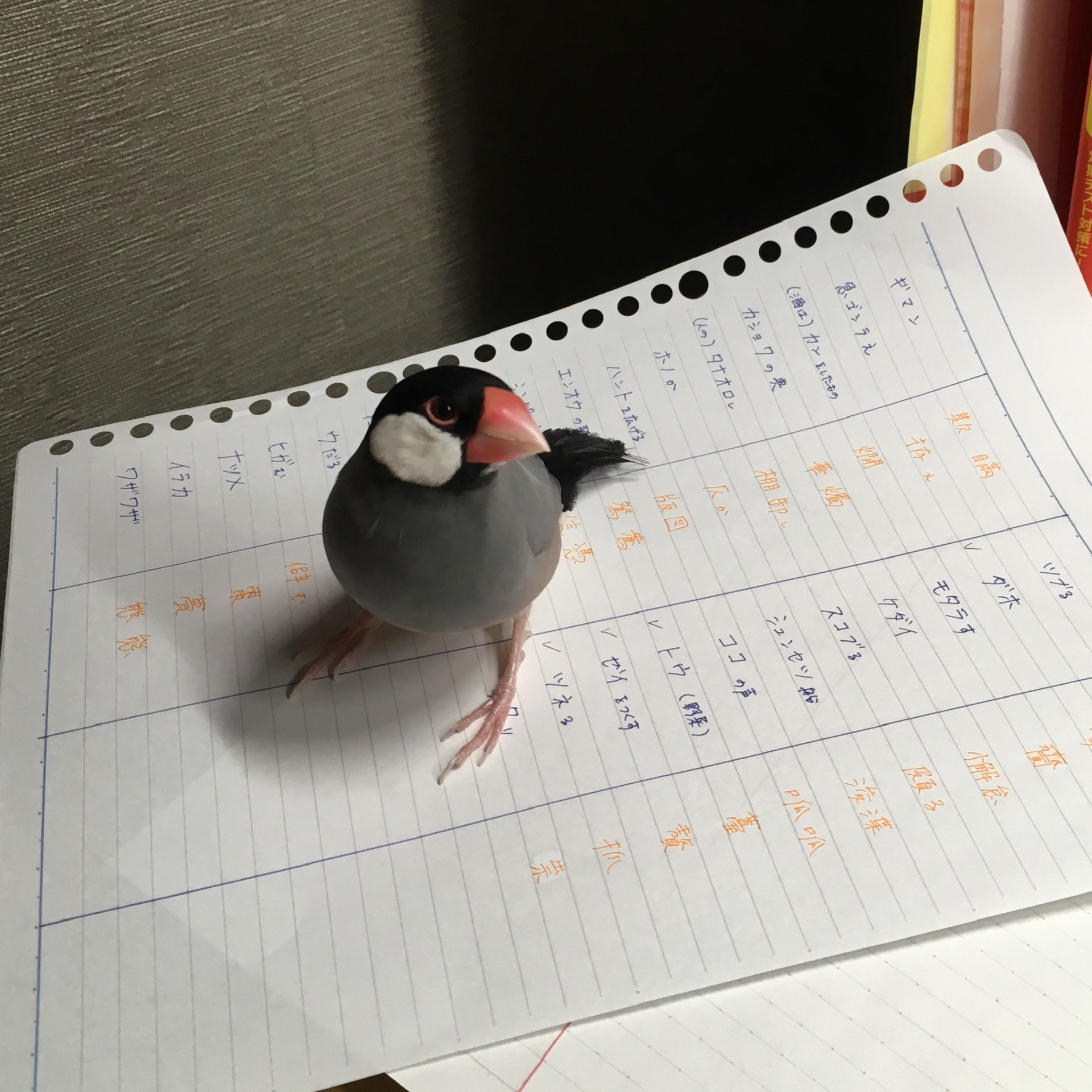 ちーぴよさんのプロフィール画像