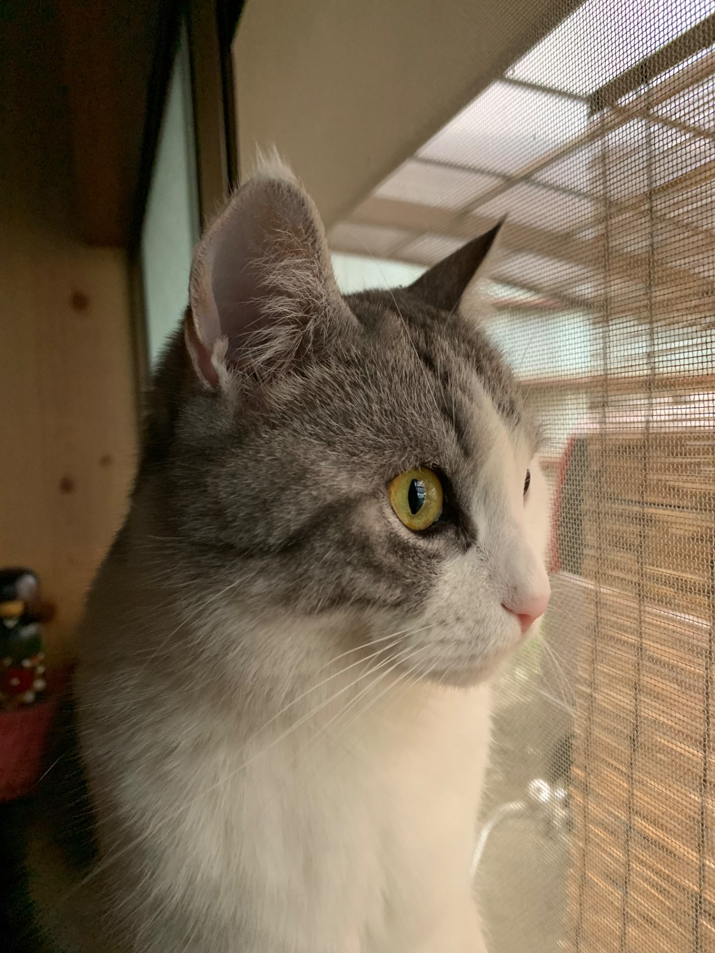 こうめ。さんのプロフィール画像