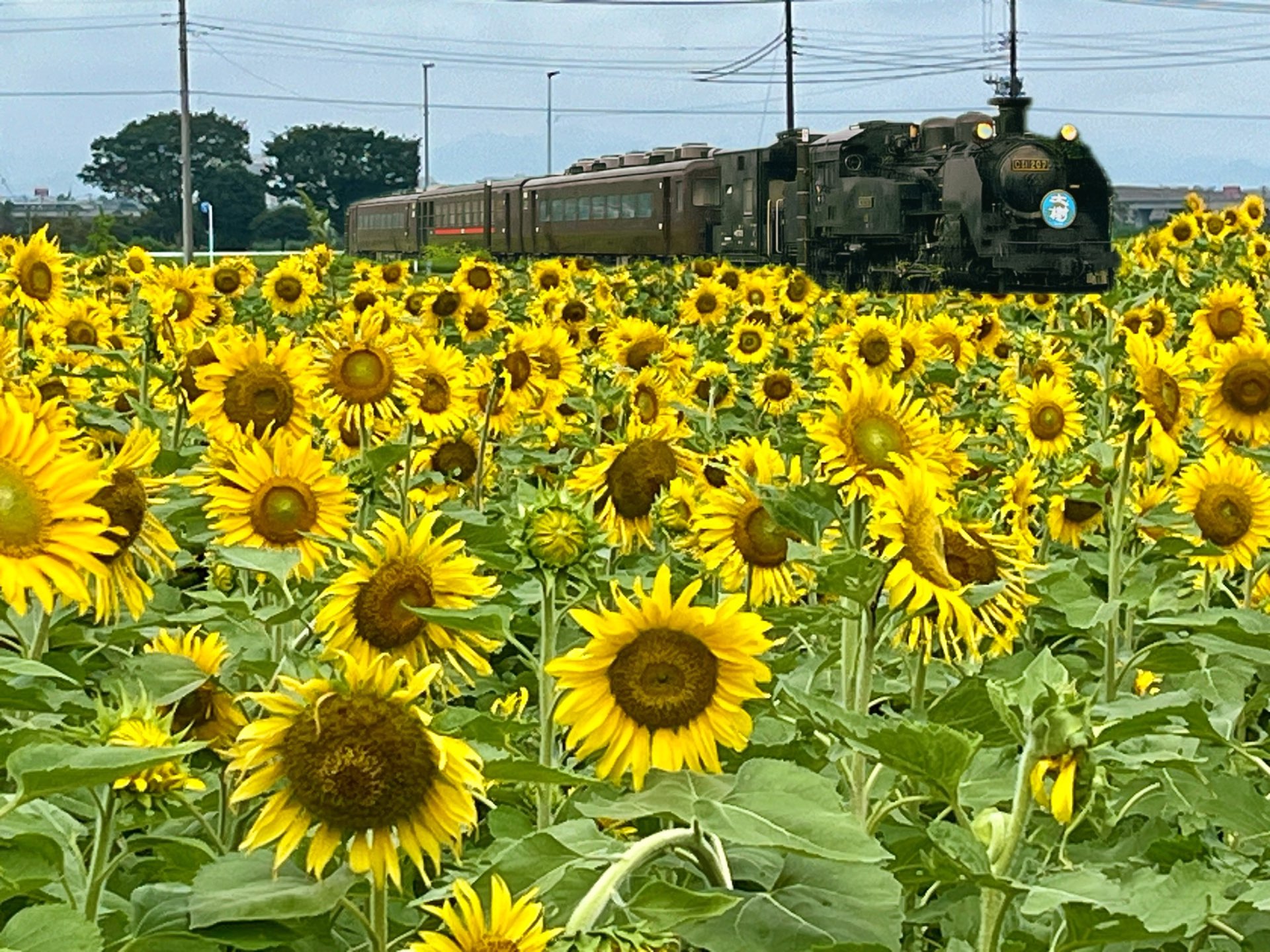 satoさんのプロフィール画像