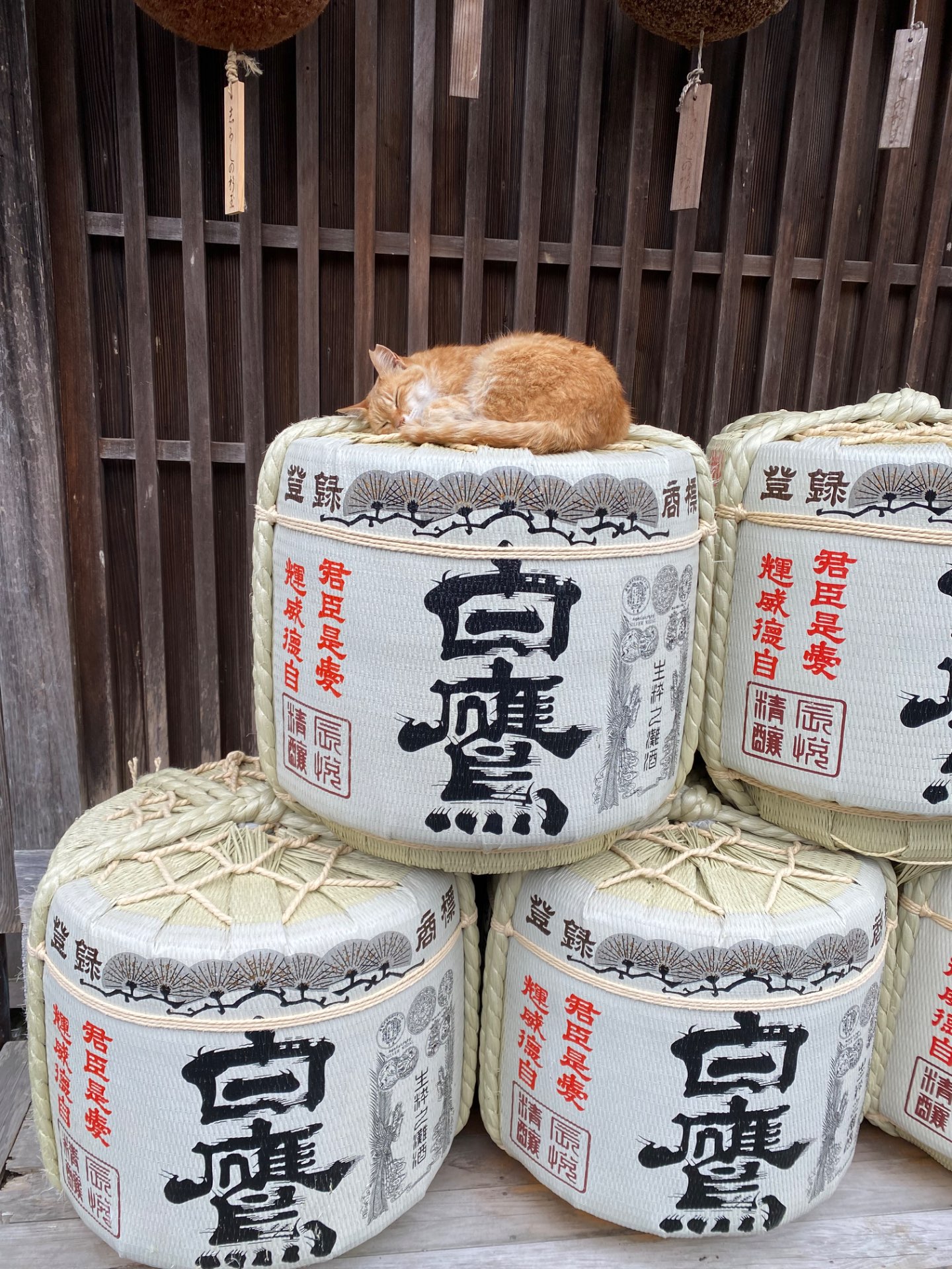 てらねずみさんのプロフィール画像