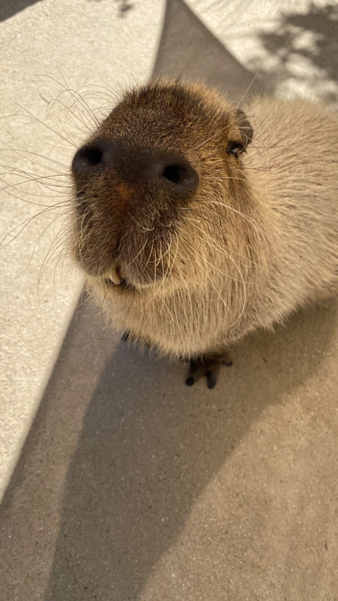 もなかさんのプロフィール画像