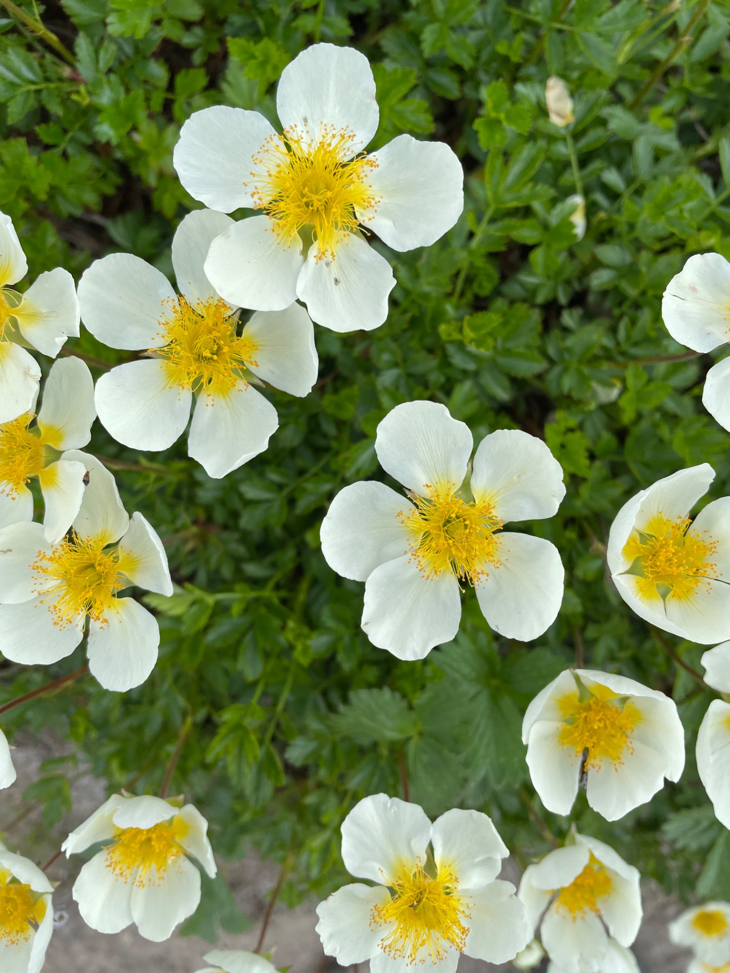 まねきねこさんのプロフィール画像