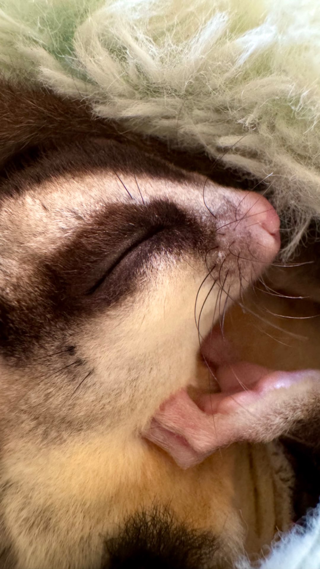 なゆたのおろちさんのプロフィール画像