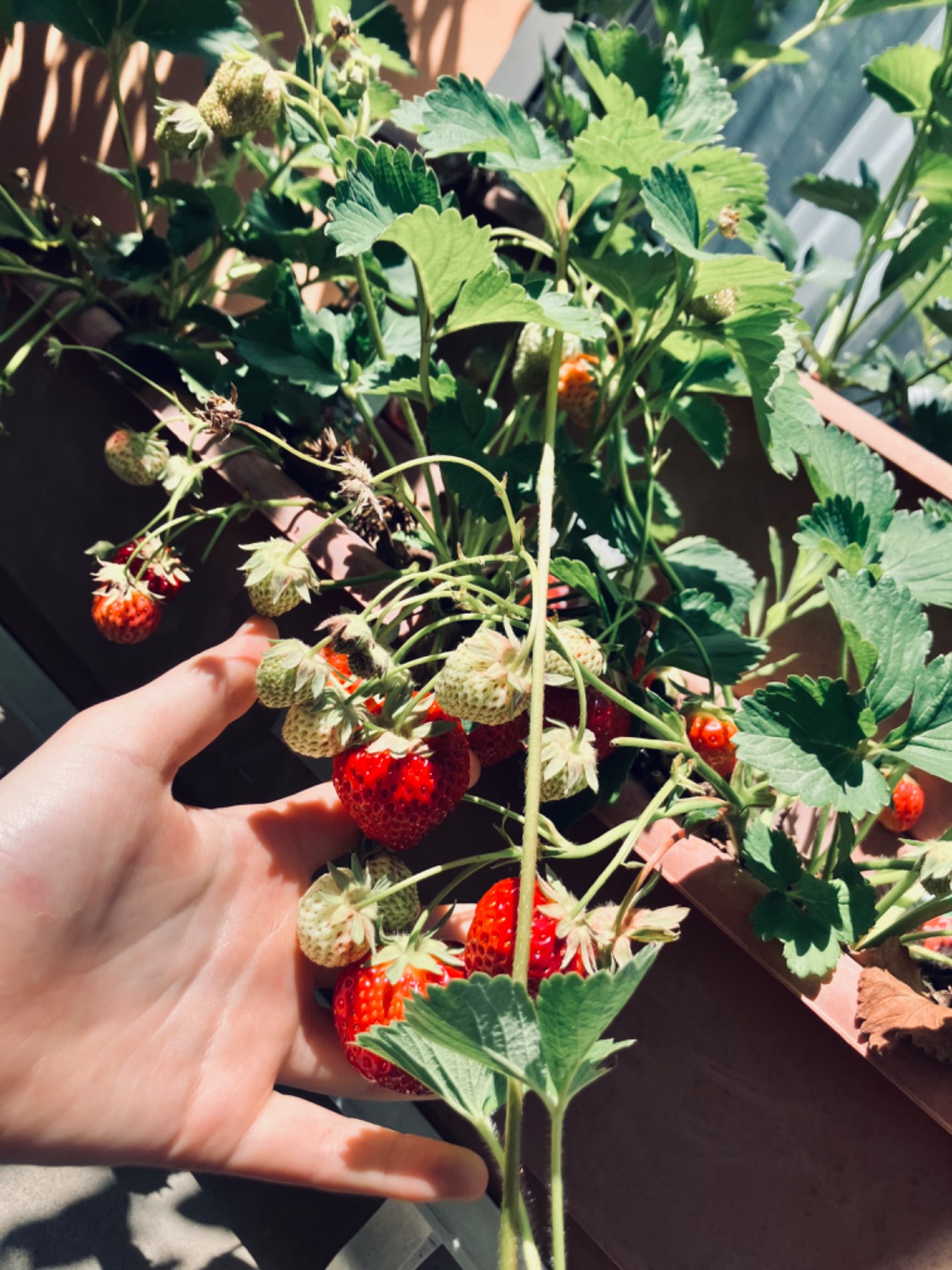 ぱいんあっぷる🍍さんのプロフィール画像