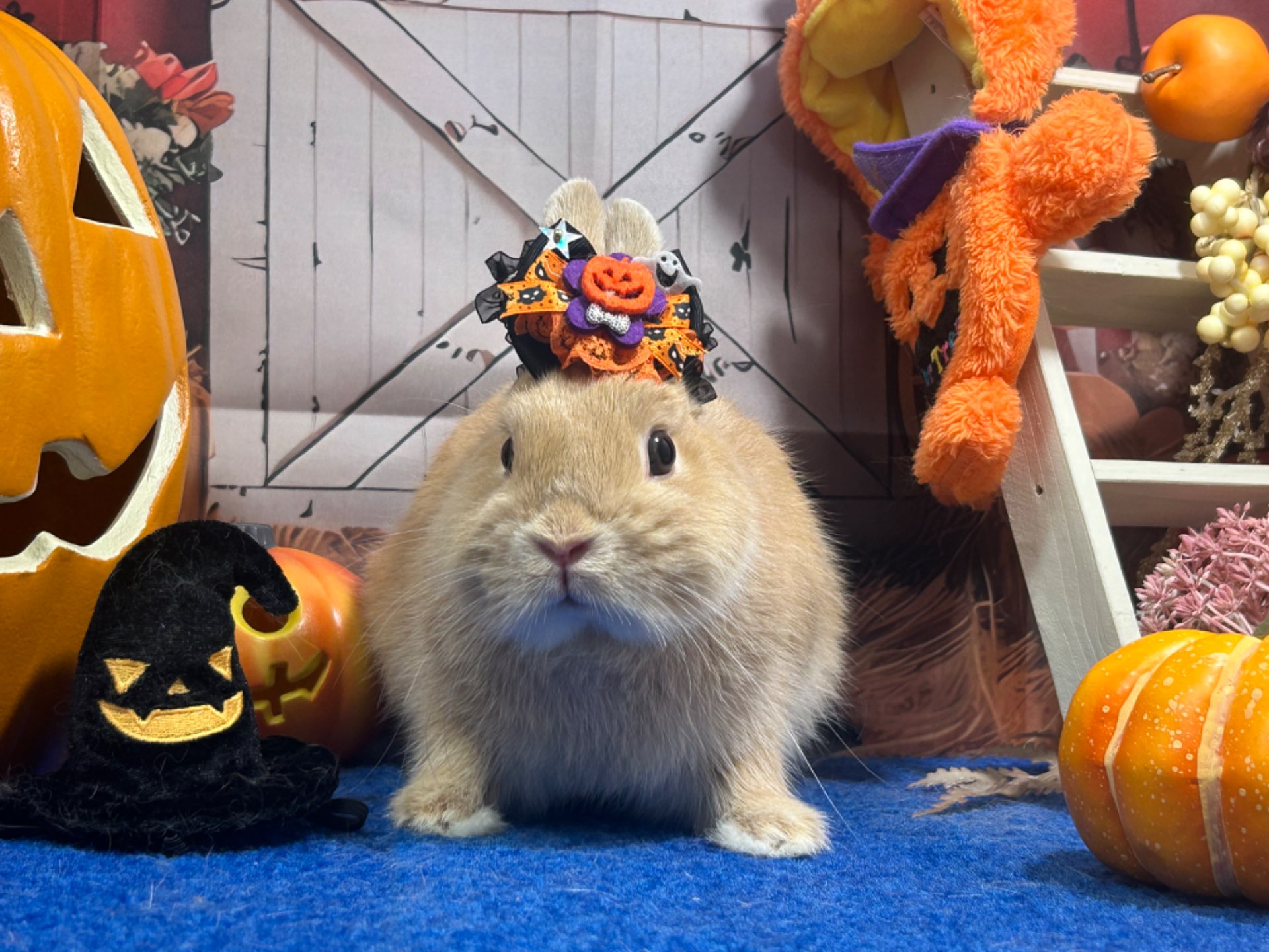 うささんのプロフィール画像