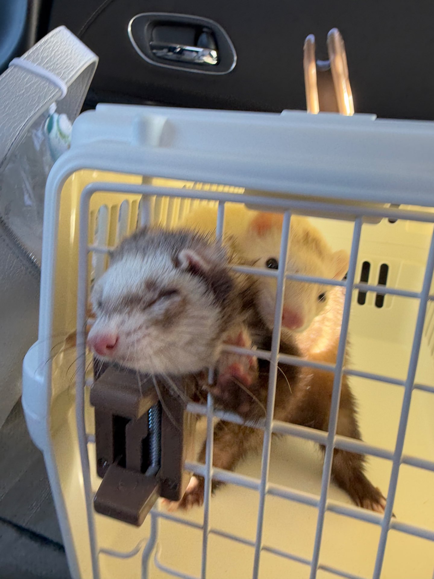 りこぶるさんのプロフィール画像