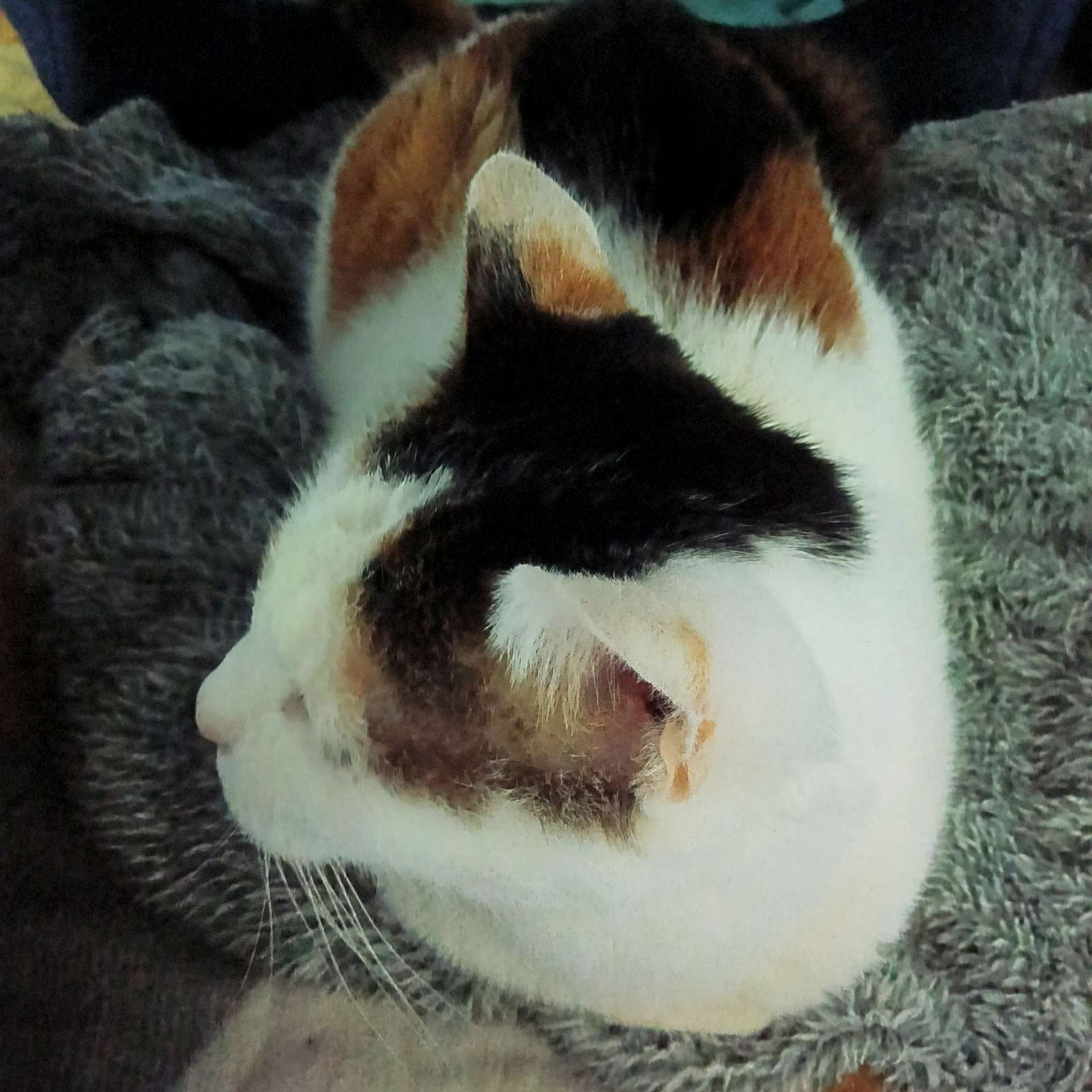 ネムリネコさんのプロフィール画像