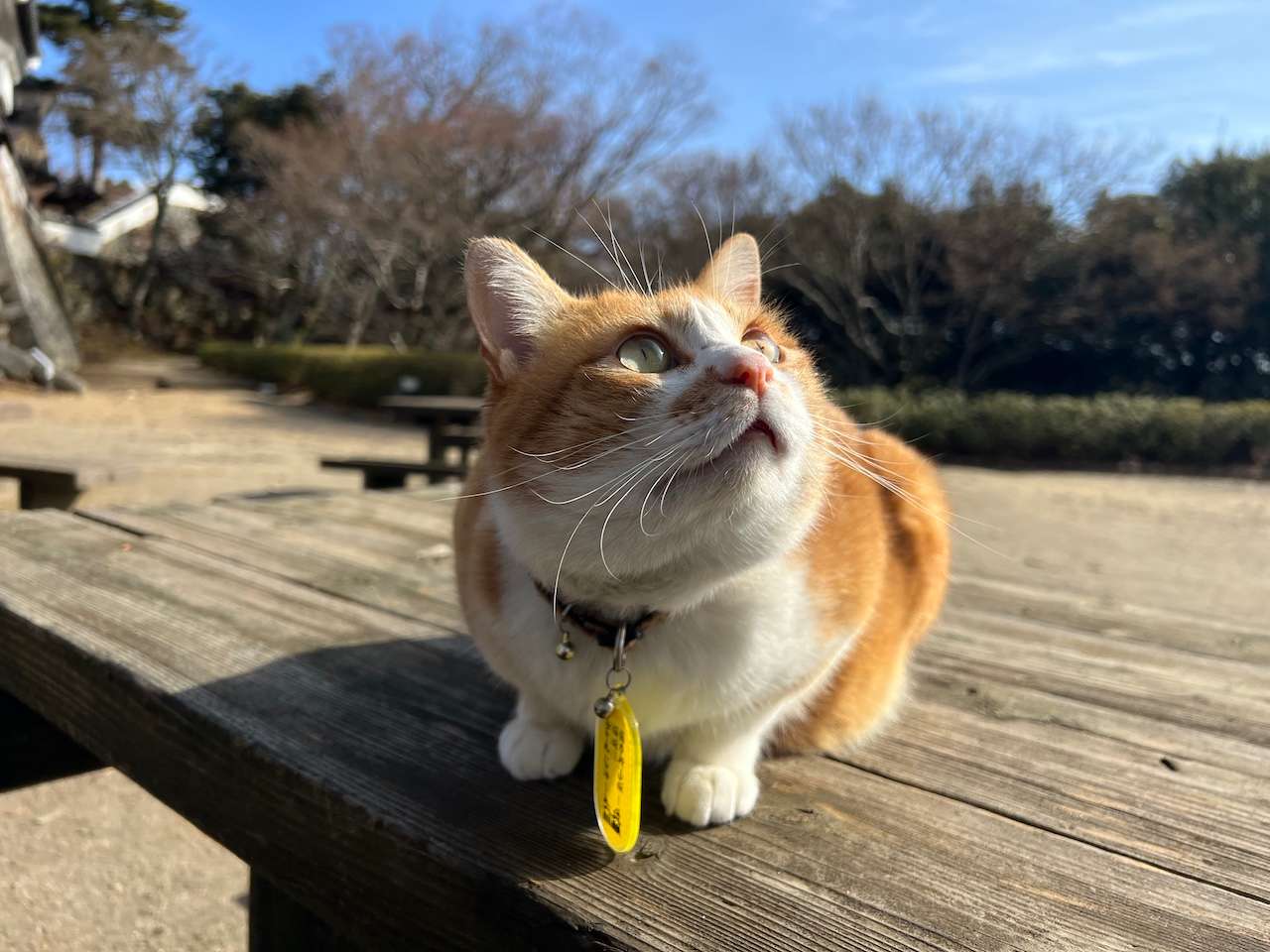 calciferさんのプロフィール画像