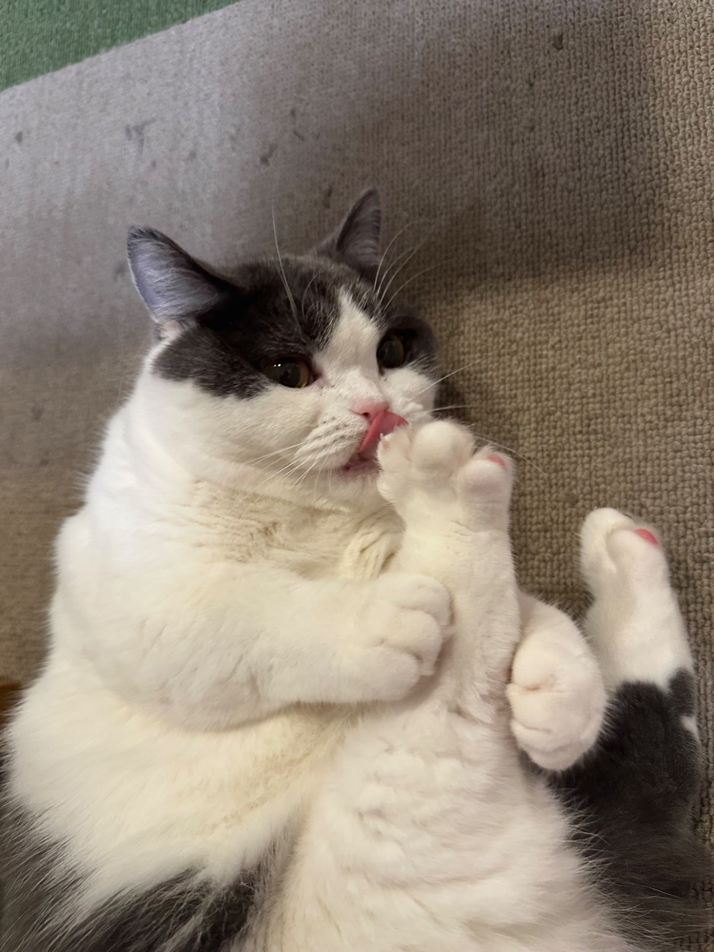 てとらさんのプロフィール画像