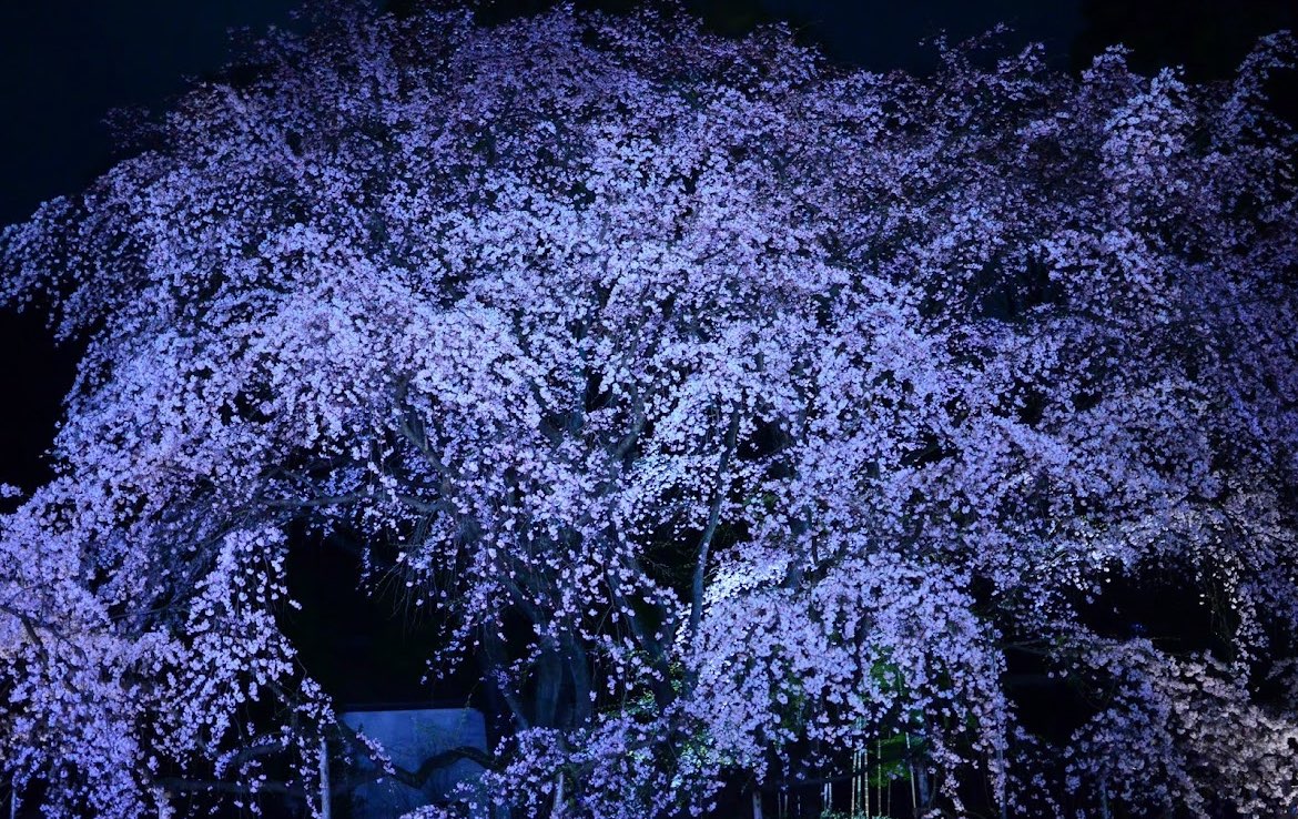 ゆっきーさんのプロフィール画像