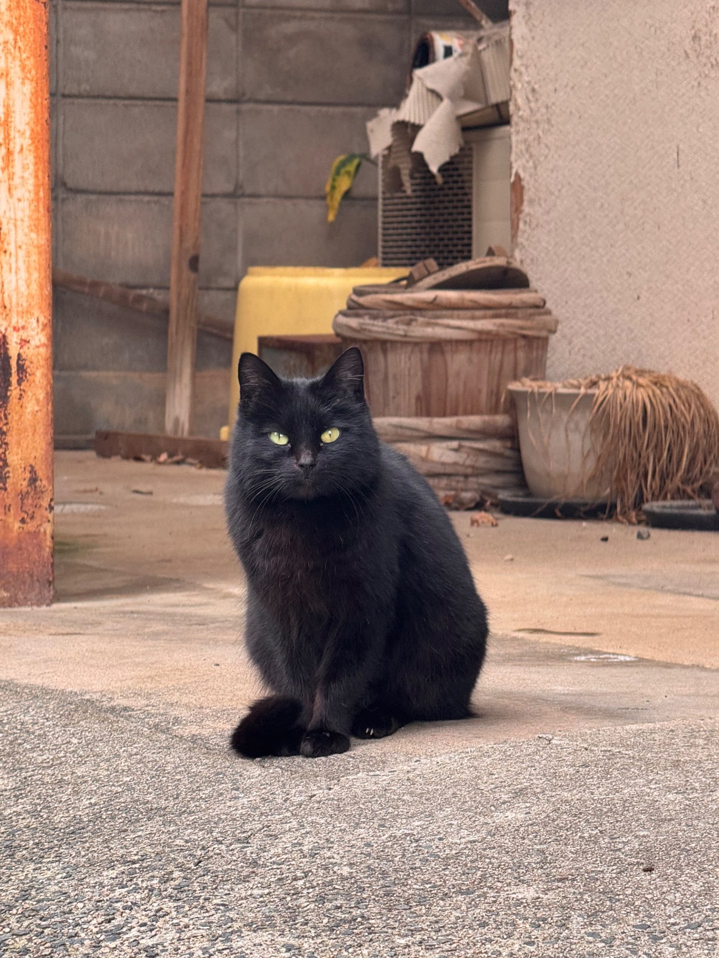 ケルビムさんのプロフィール画像