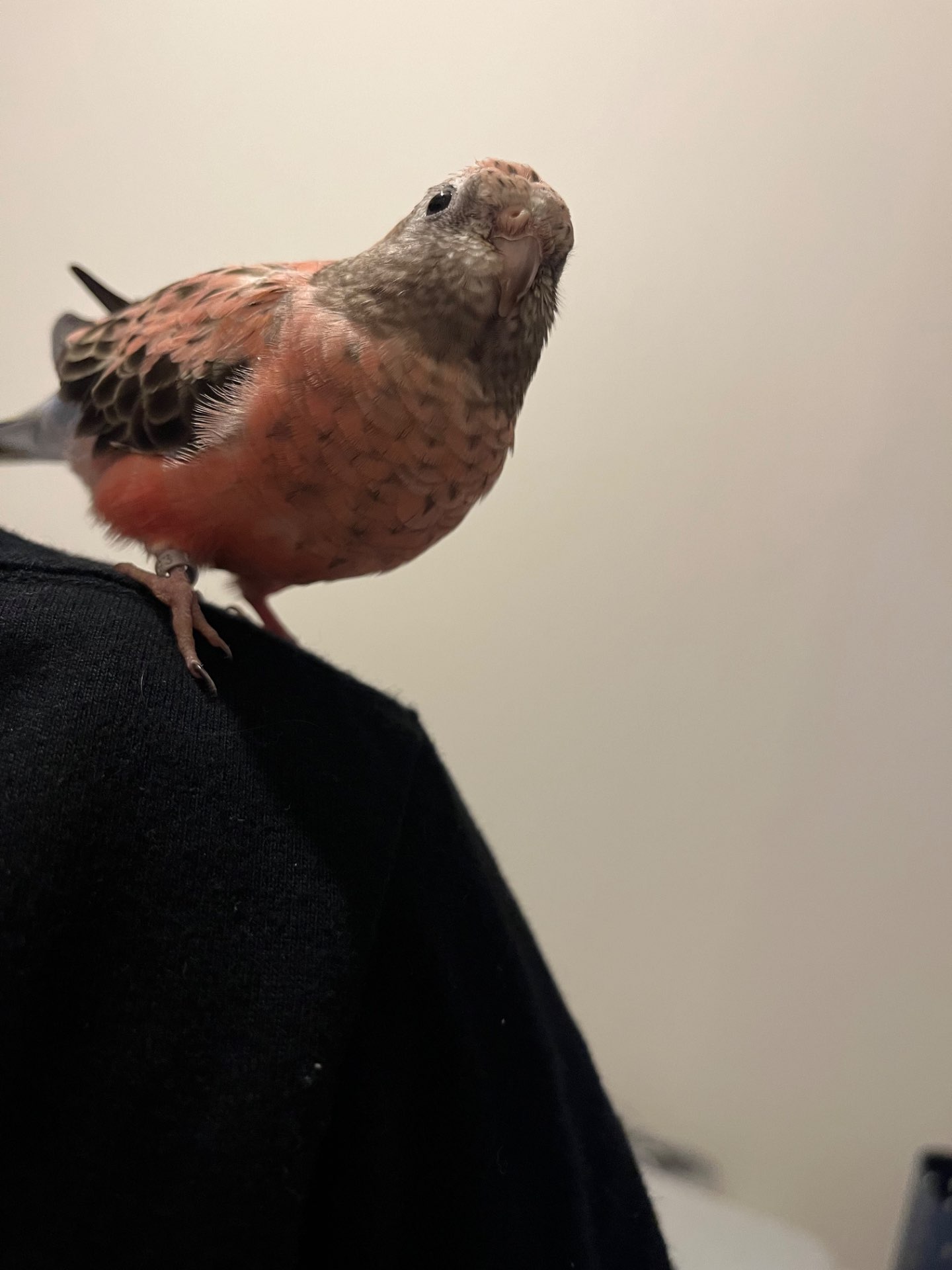 とめこっこさんのプロフィール画像