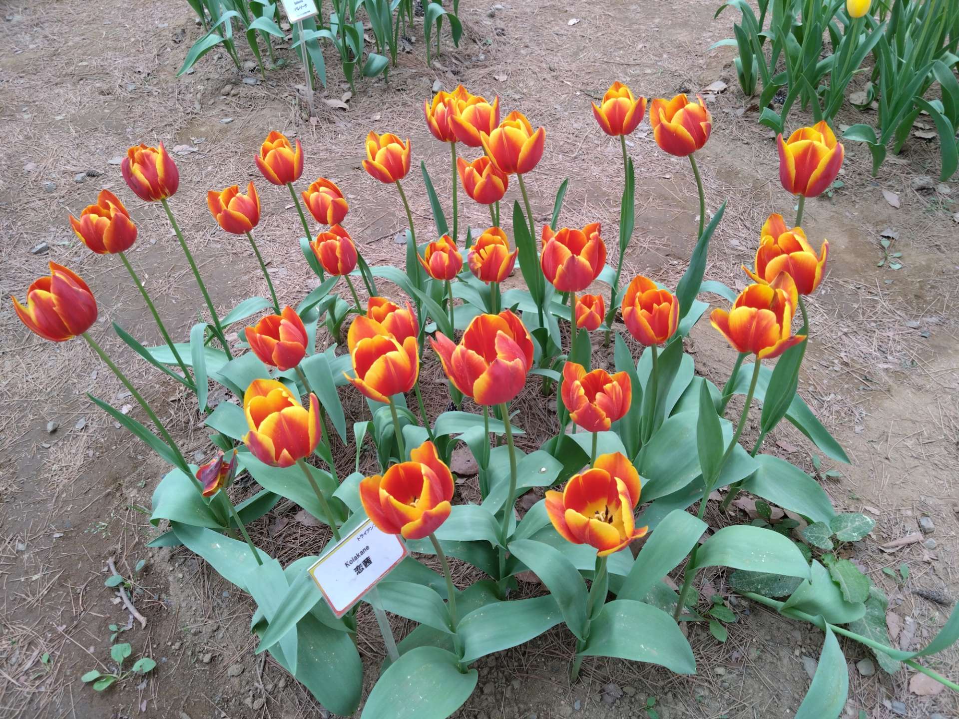 トッチさんのプロフィール画像