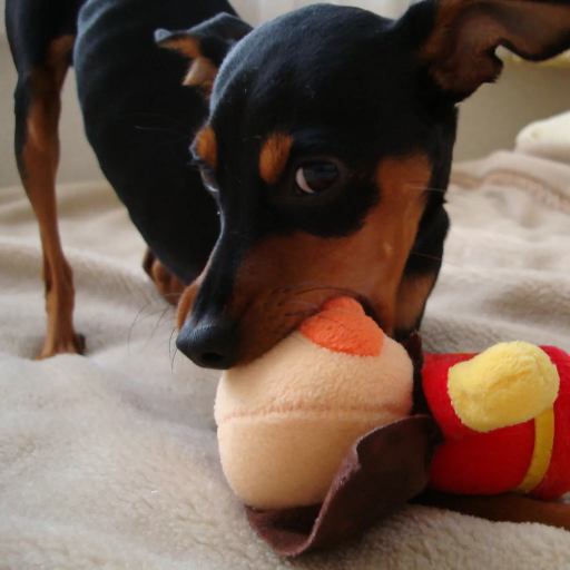 Minipin Loveさんのプロフィール画像