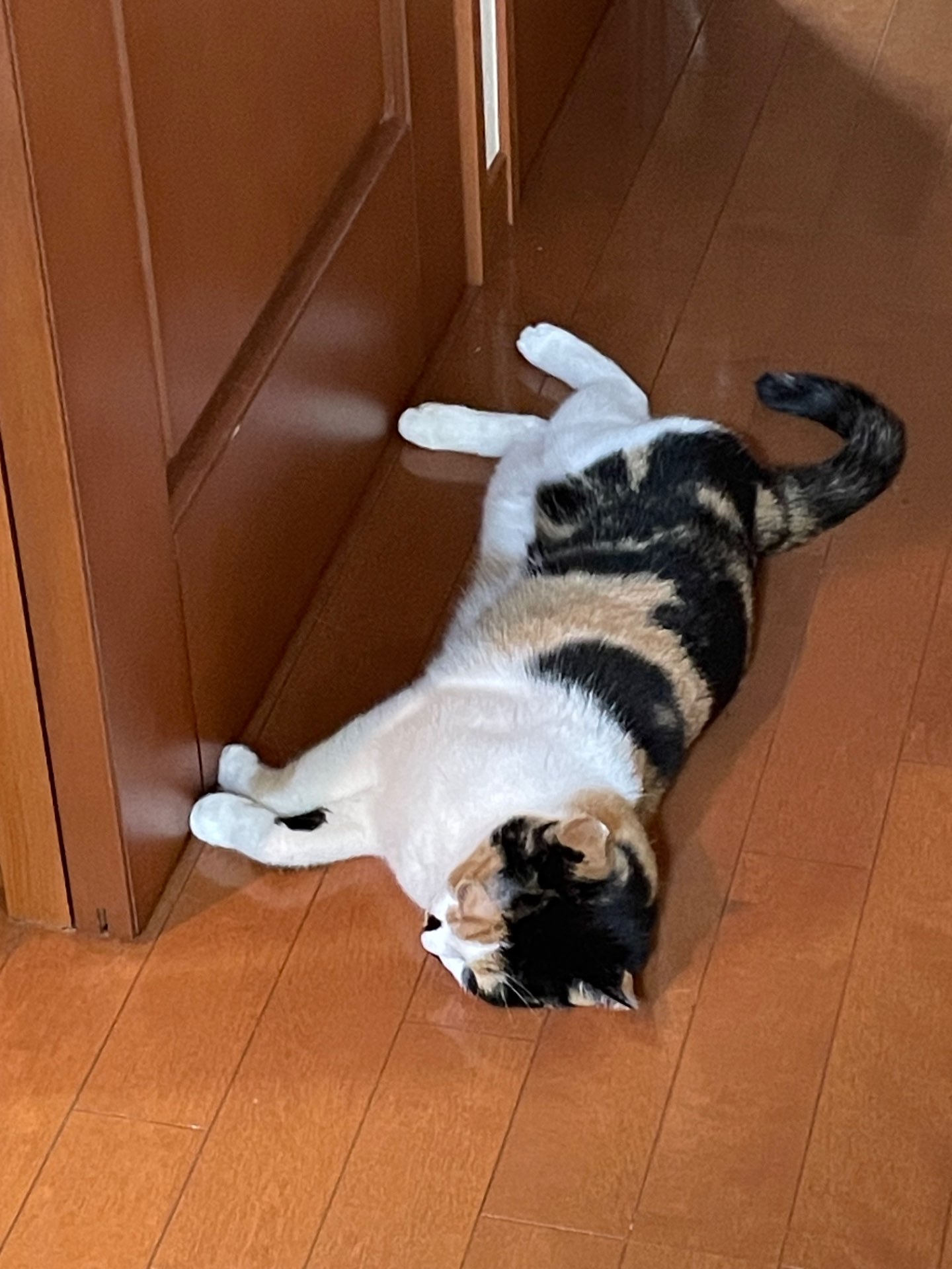 梅吉さんのプロフィール画像