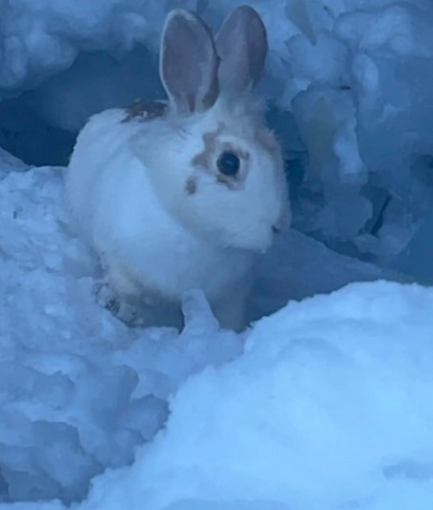 ゴーダさんのプロフィール画像