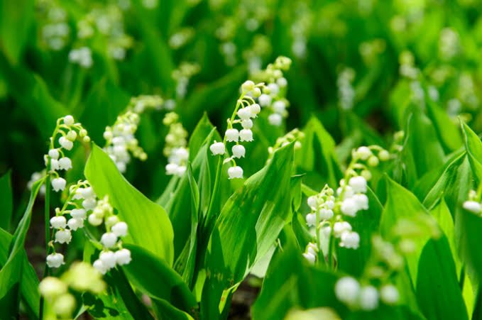 ichienyugoさんのプロフィール画像