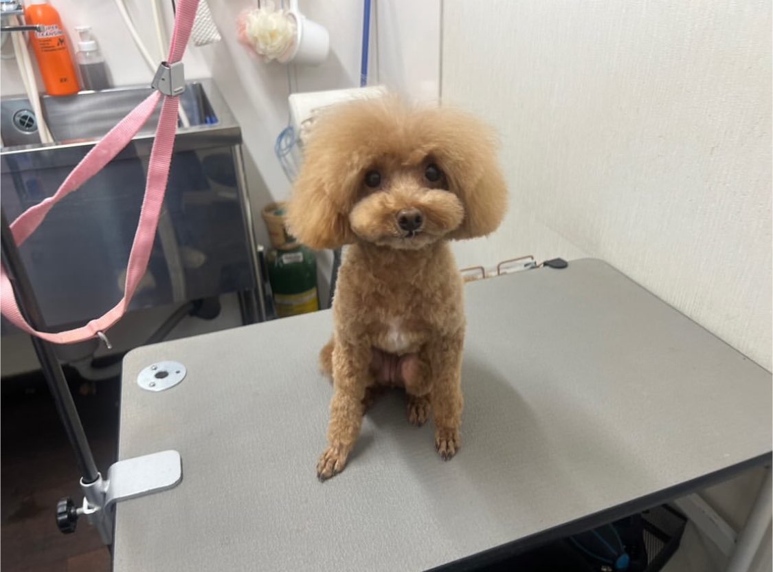 きなこもちさんのプロフィール画像