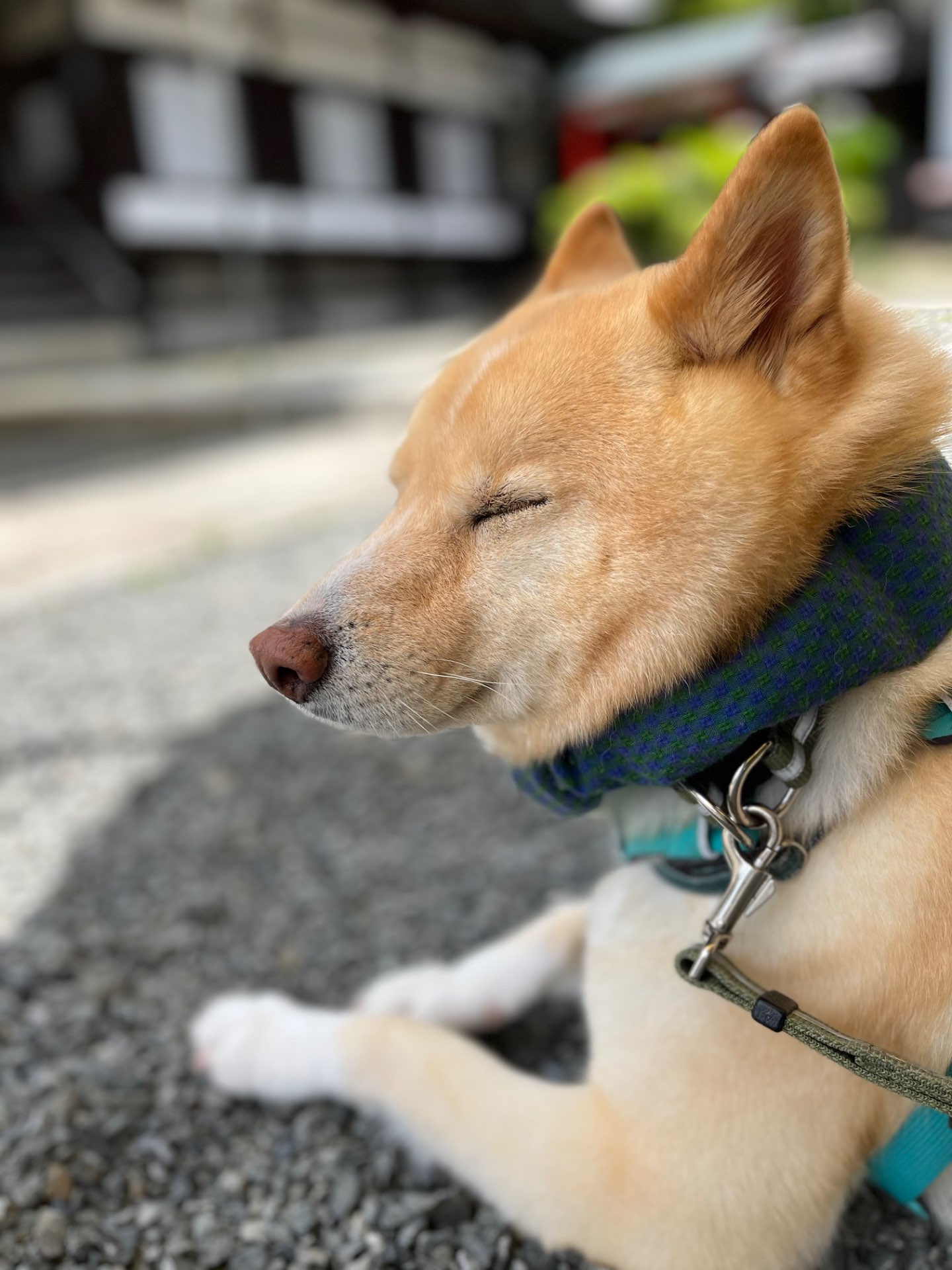 ぼんどさんのプロフィール画像