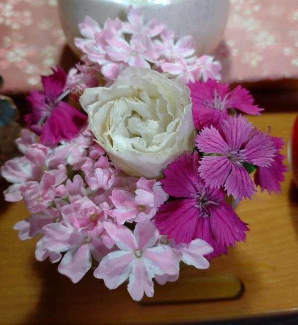 ピピさんのプロフィール画像