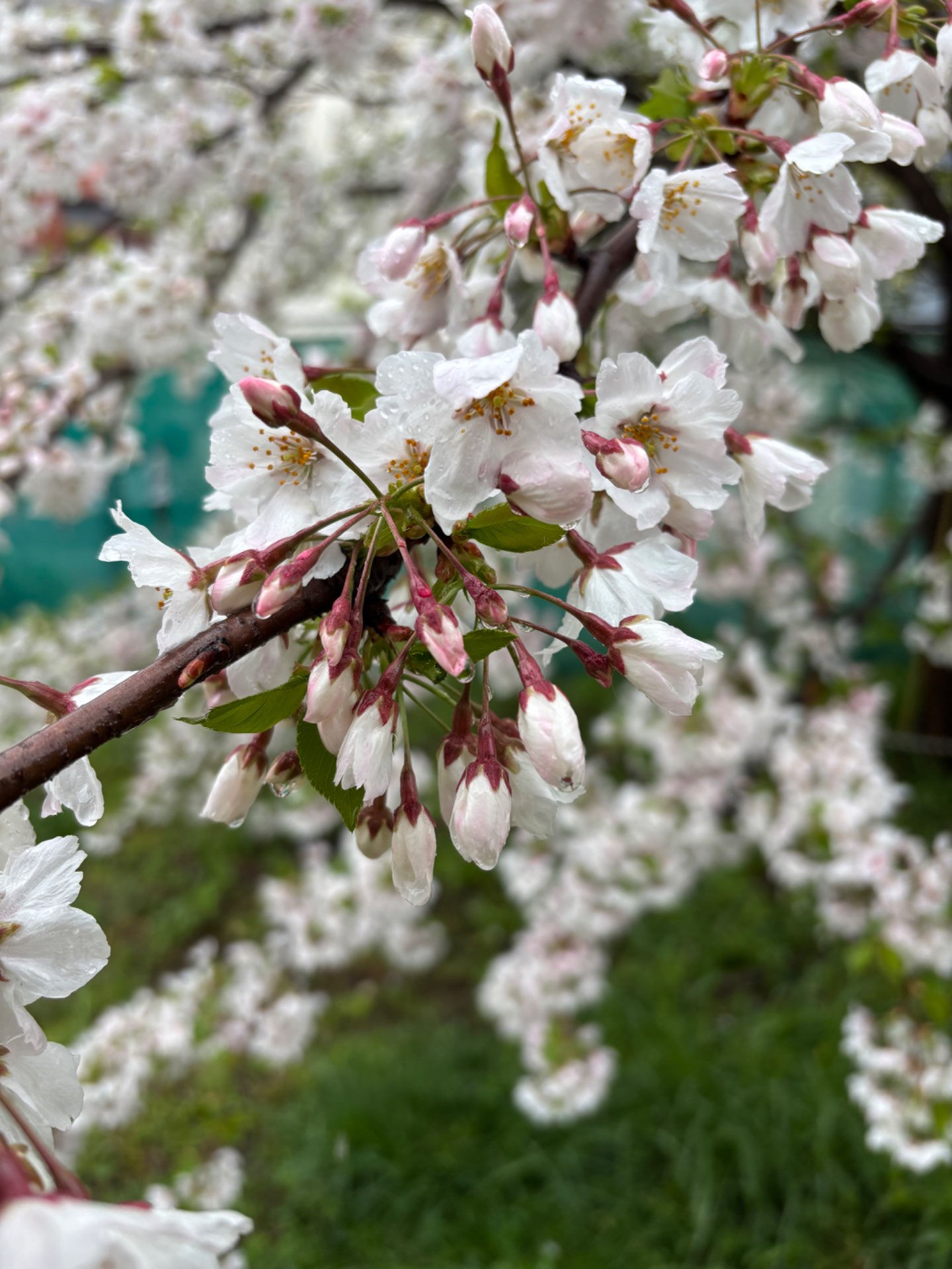 こまさんのプロフィール画像