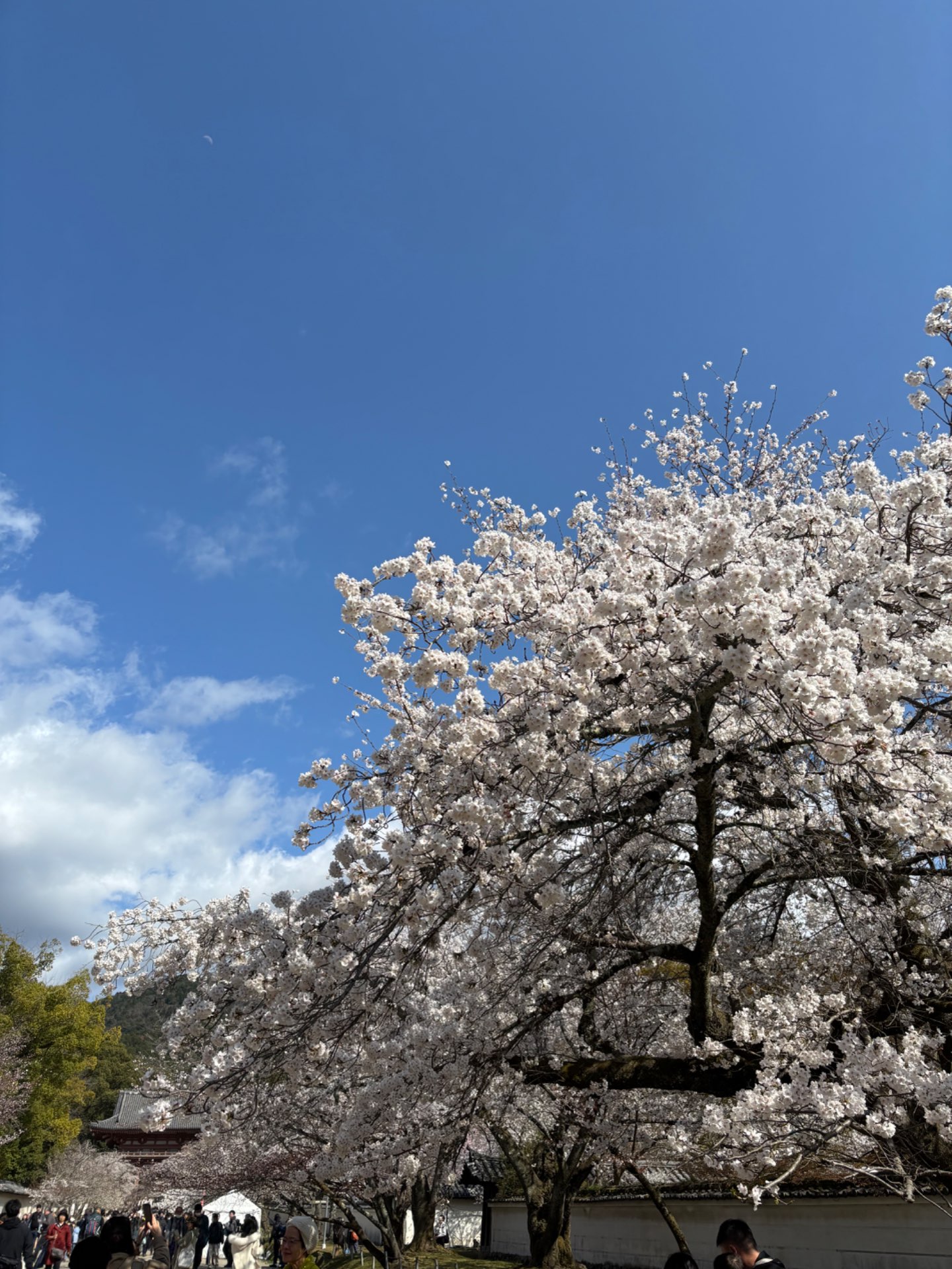 らむさんのプロフィール画像