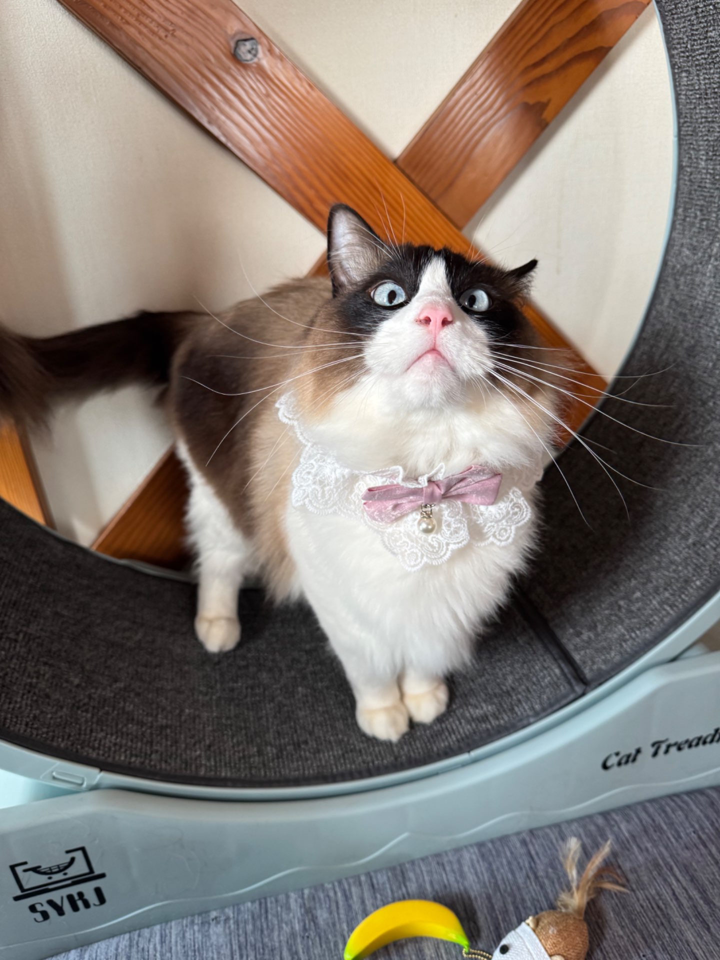 kabokoさんのプロフィール画像