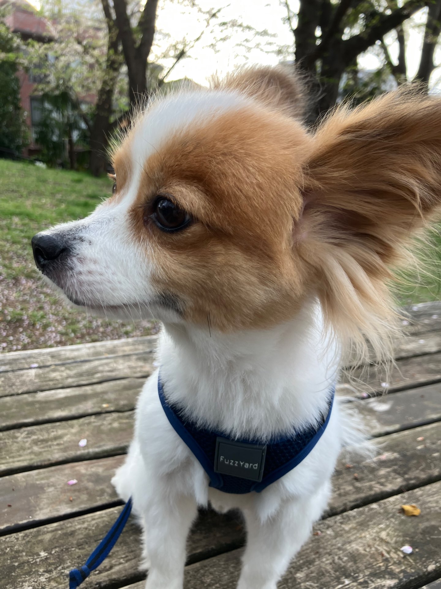 チョコパパさんのプロフィール画像