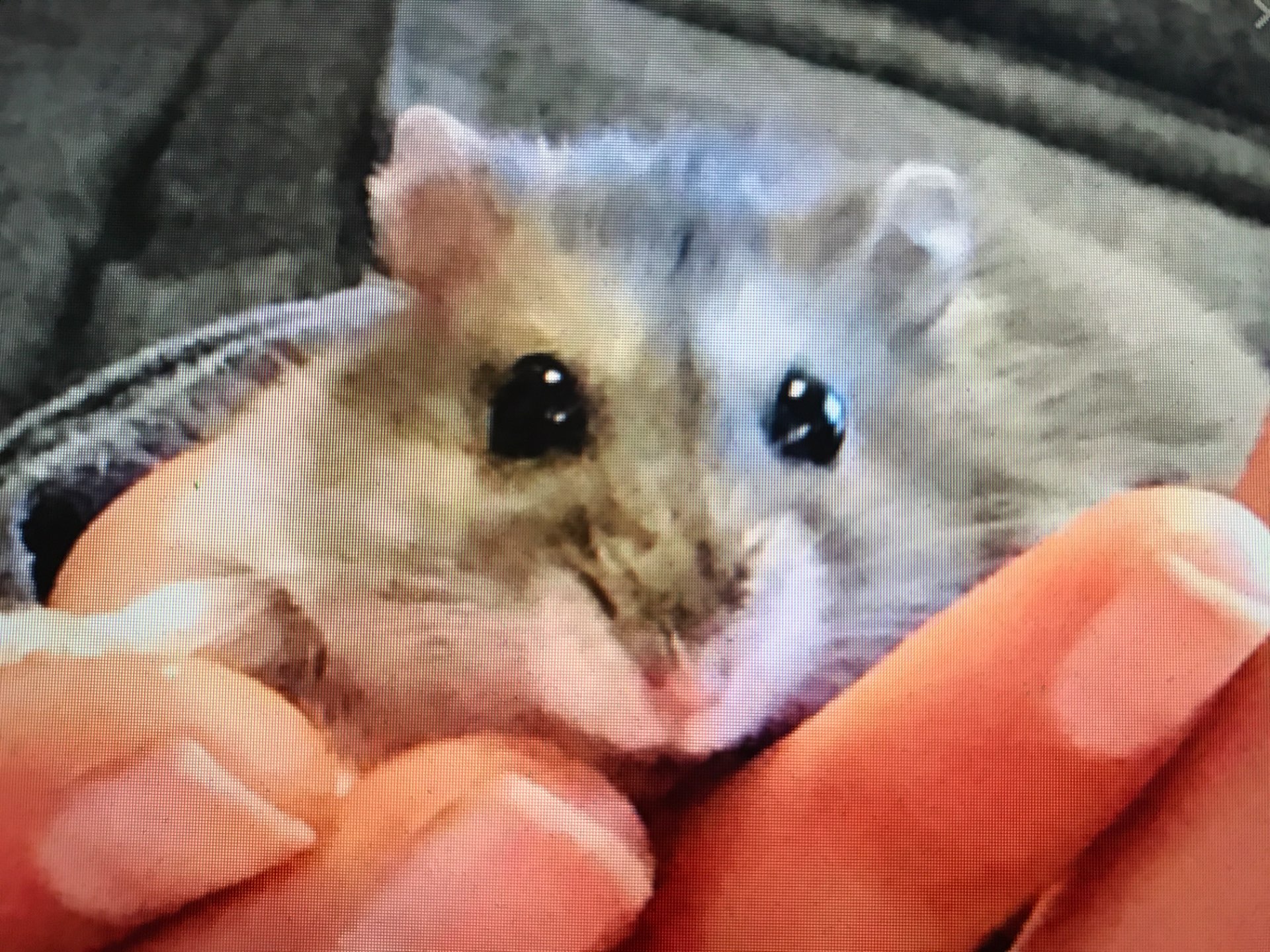 にくちゃんさんのプロフィール画像