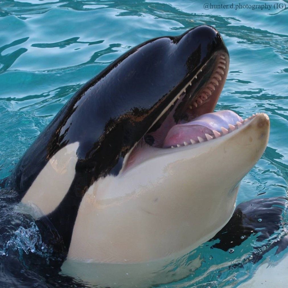 しがない鯱さんのプロフィール画像