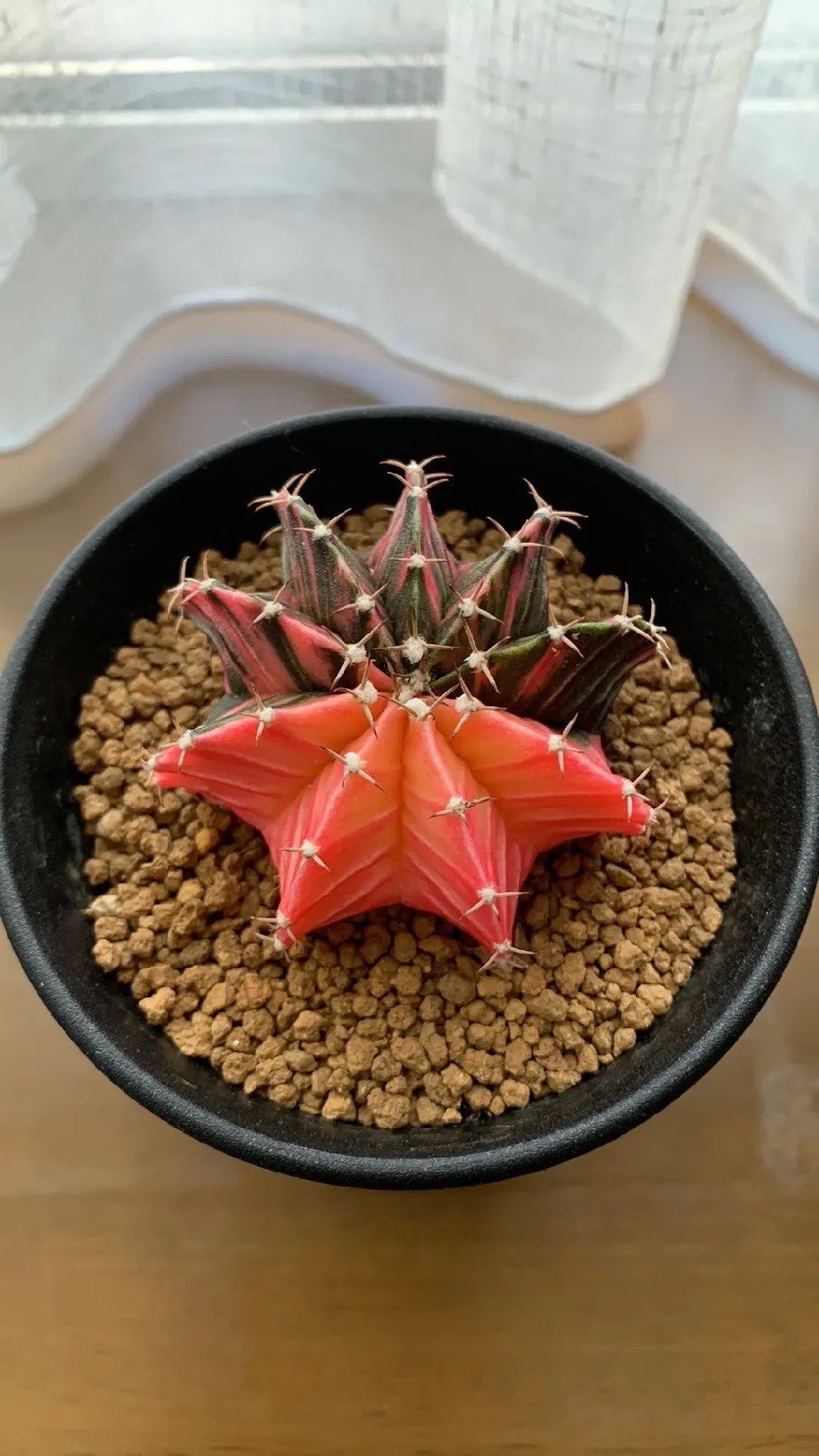 にしきんさんのプロフィール画像